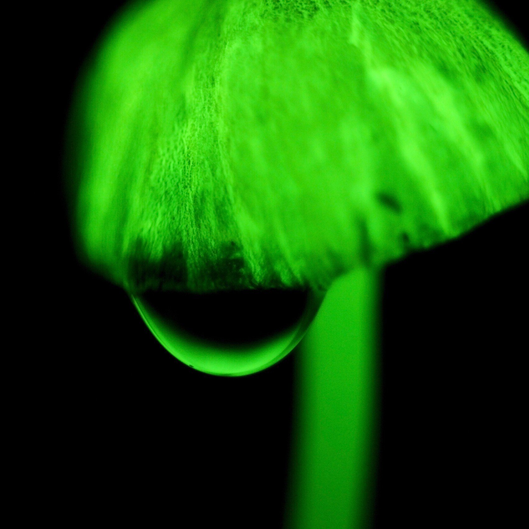 照葉樹林の足下で 7月 Yakushima Zine