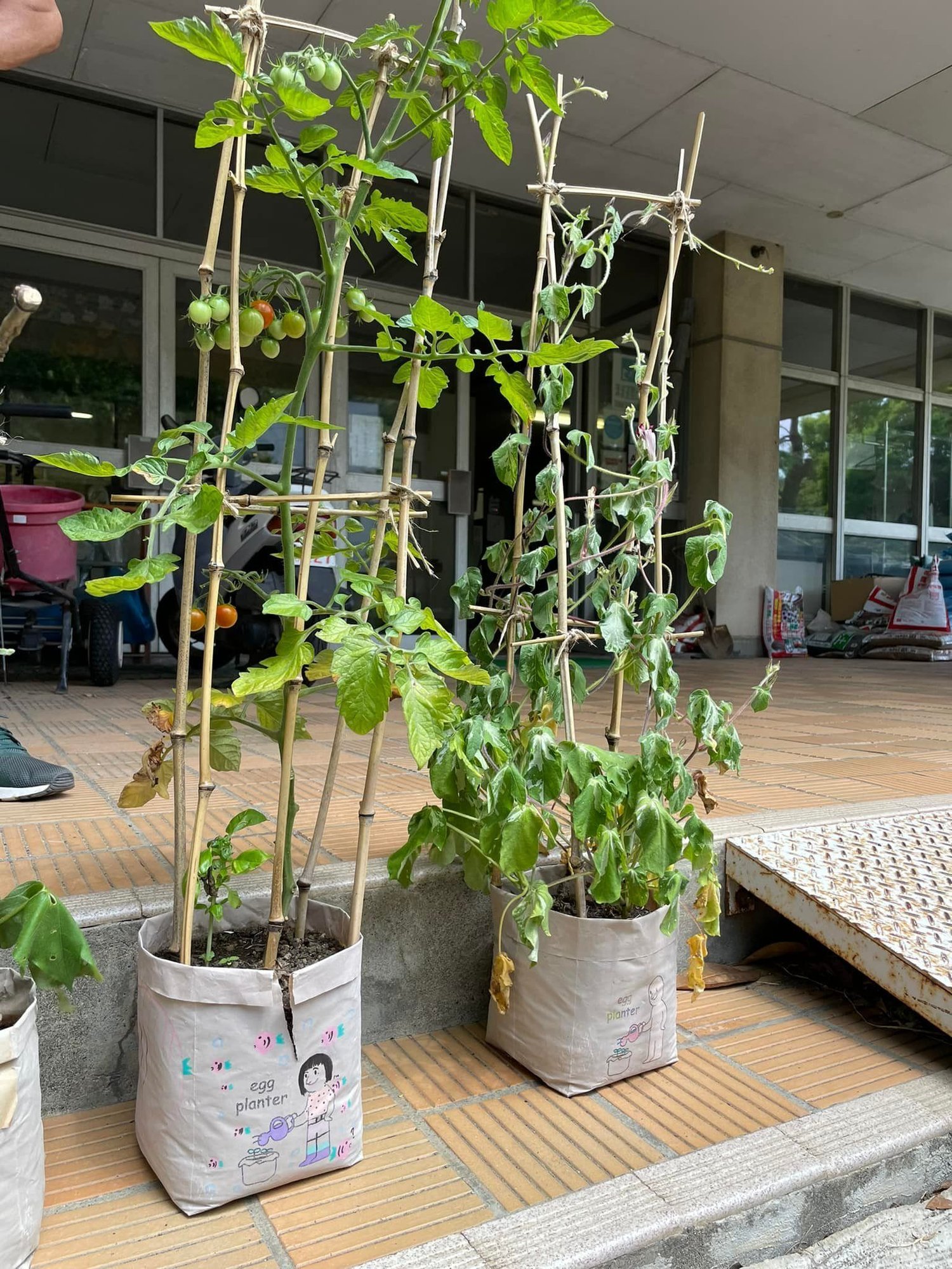 朝顔プランターエコ化プロジェクト 小野寺愛 Note 朝顔プランターエコ化プロジェクト 小野寺愛 Note