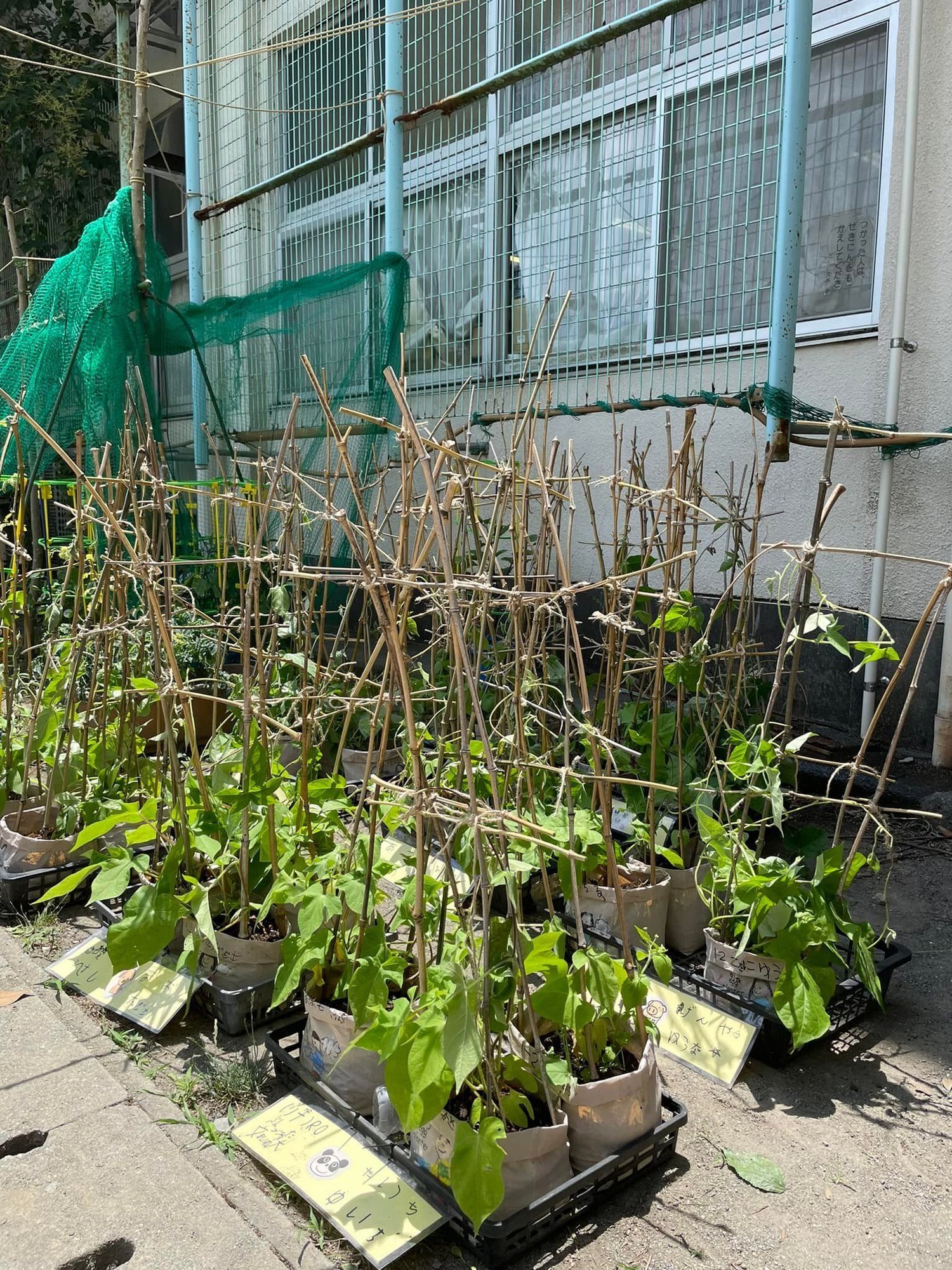 朝顔プランターエコ化プロジェクト 小野寺愛 Note 朝顔プランターエコ化プロジェクト 小野寺愛 Note