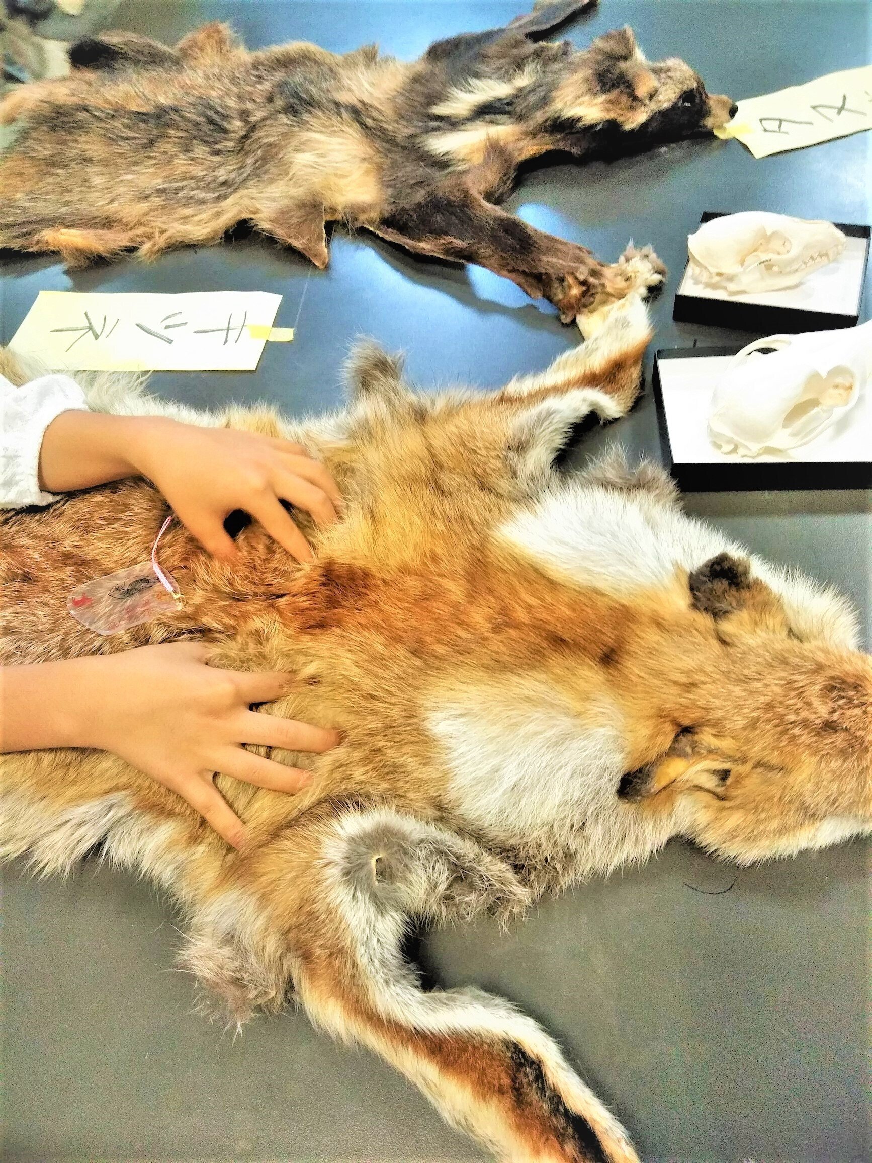 ホネホネ団」「秘密基地」……。 博物館のサークル活動に見る“自家発電