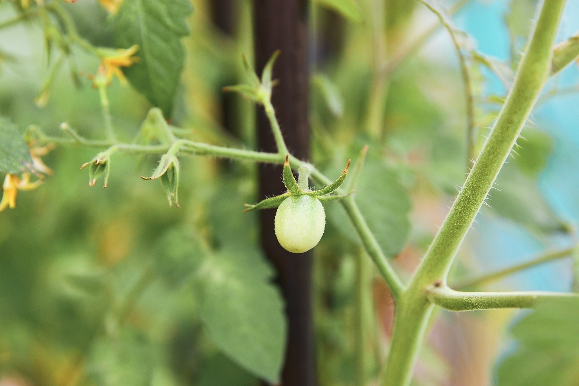 耕し 育て ちょっと食べる我が家のフリーガーデン Infocus Note 耕し 育て ちょっと食べる我が家のフリーガーデン Infocus Note