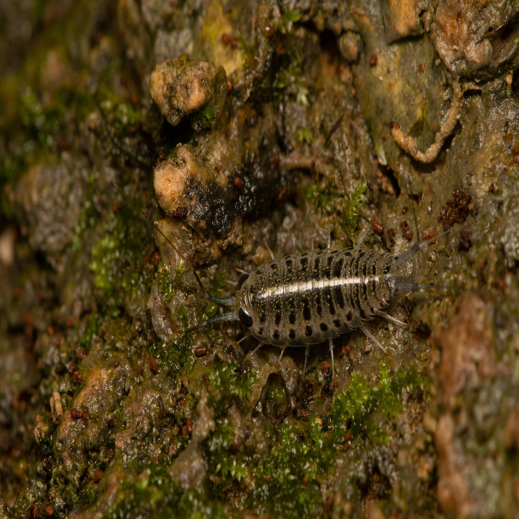 ロマン溢れるワクワクな生き物 淡水フナムシ ムシの虫自由帳 Note