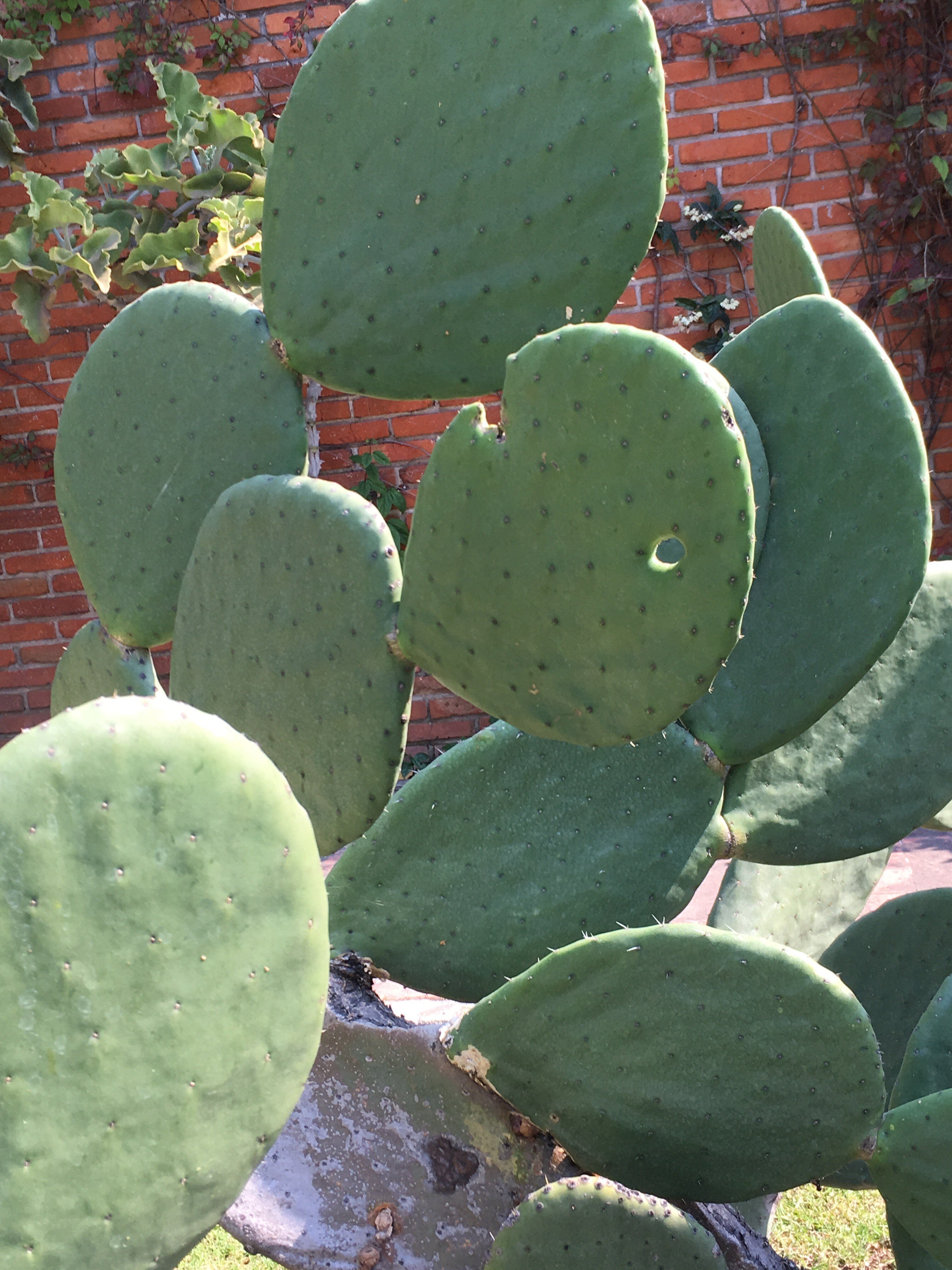 メキシコ野菜ノパレス 食用サボテン｜メキシコ暮らし