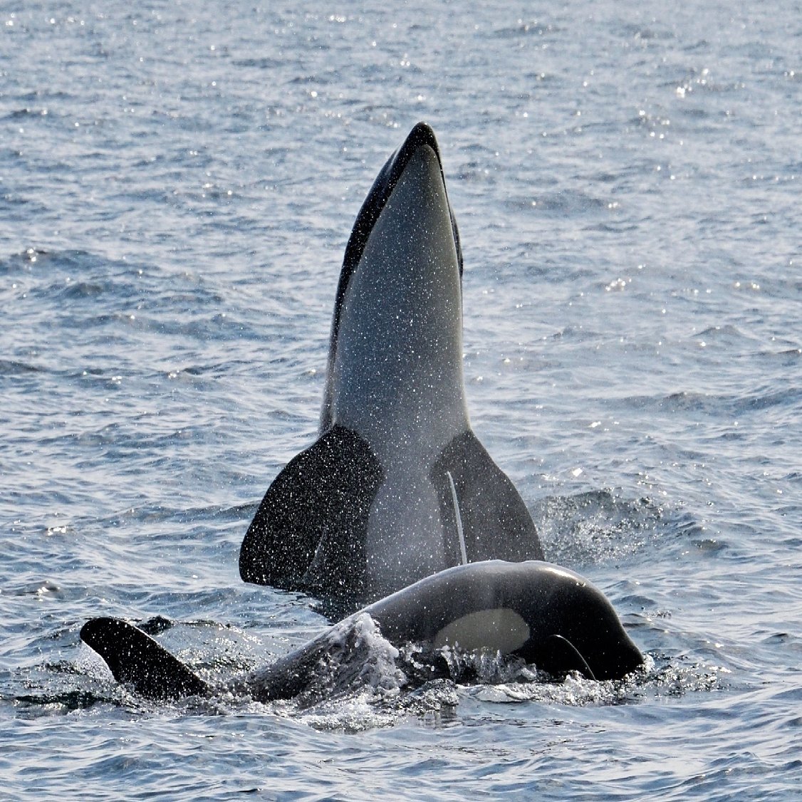 野生のシャチのド迫力と美しさ 愛しい北海道animals ほんのひととき Note
