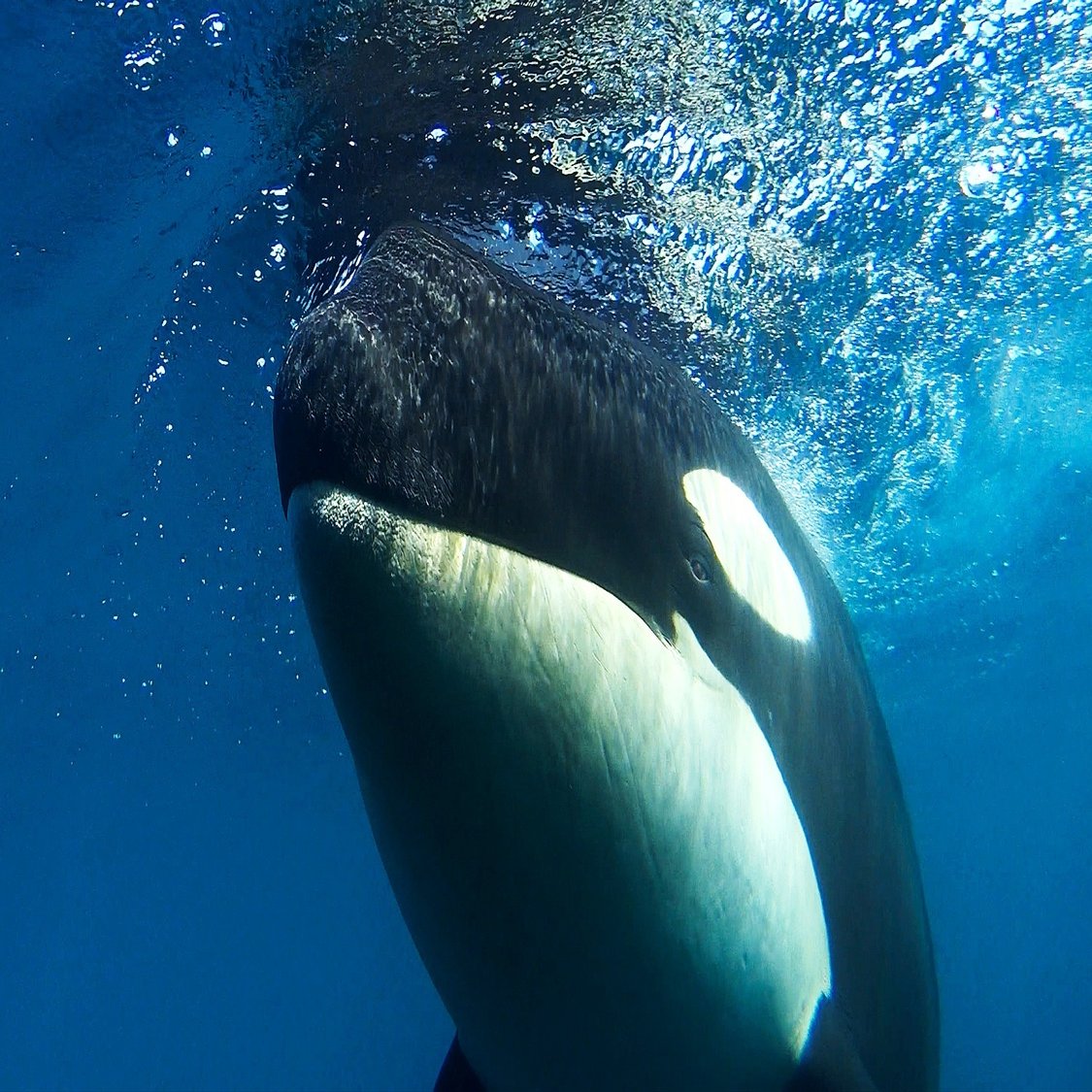 野生のシャチのド迫力と美しさ 愛しい北海道animals ほんのひととき Note