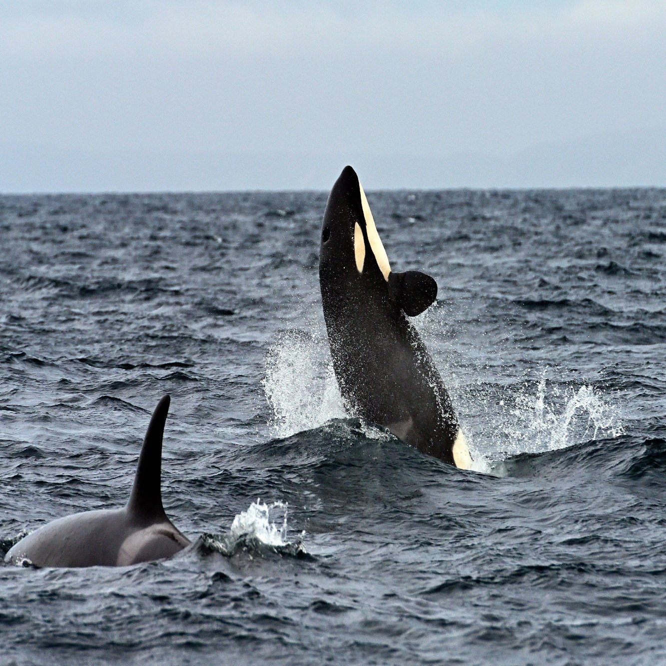 野生のシャチのド迫力と美しさ 愛しい北海道animals ほんのひととき Note