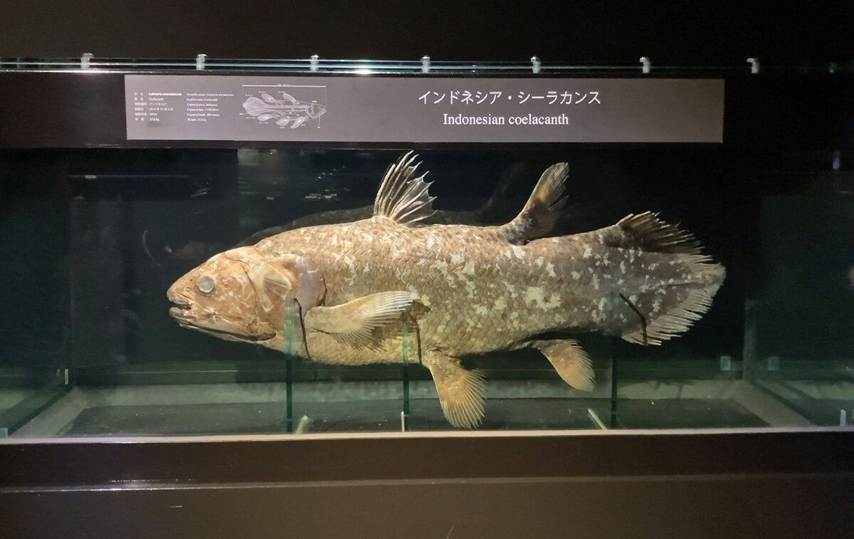 (即購入可能)マリンマリン　シーラカンス 即購入可能)マリンマリン シーラカンス 即購入可能)マリンマリン