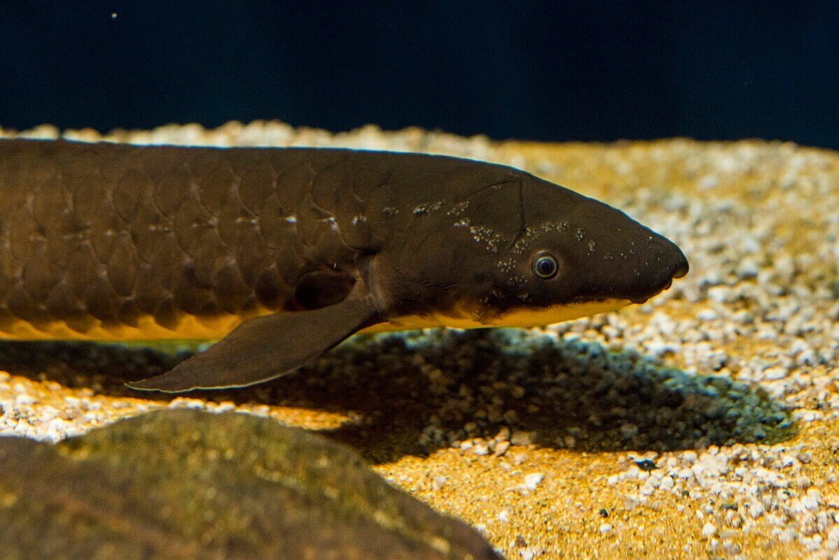 (即購入可能)マリンマリン　シーラカンス 即購入可能)マリンマリン シーラカンス - メルカリ