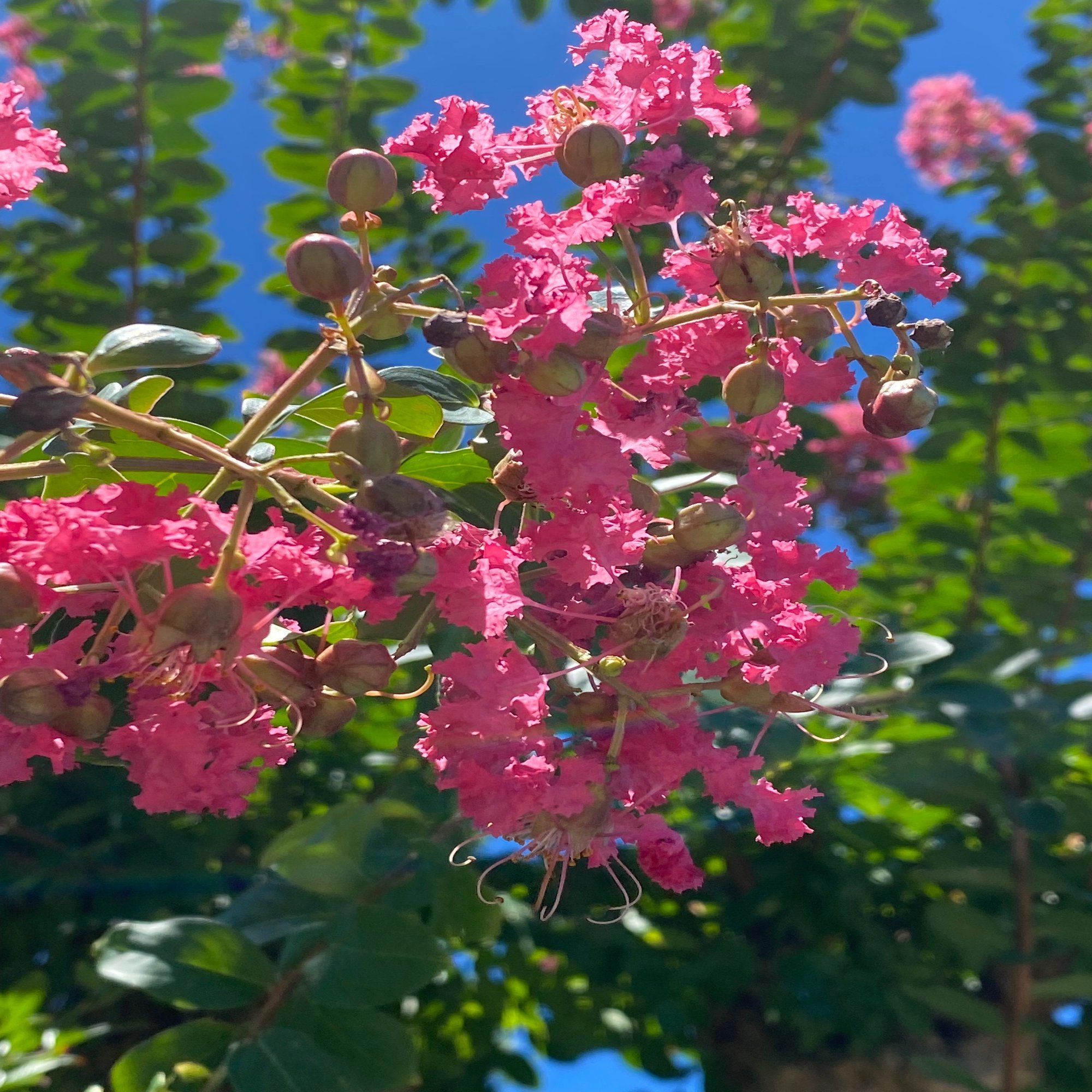 夏の庭からー猛暑にも負けずに咲く 百日紅 サルスベリ Haco ガーデンプランナー 庭のある暮らし植物のある暮らし Note