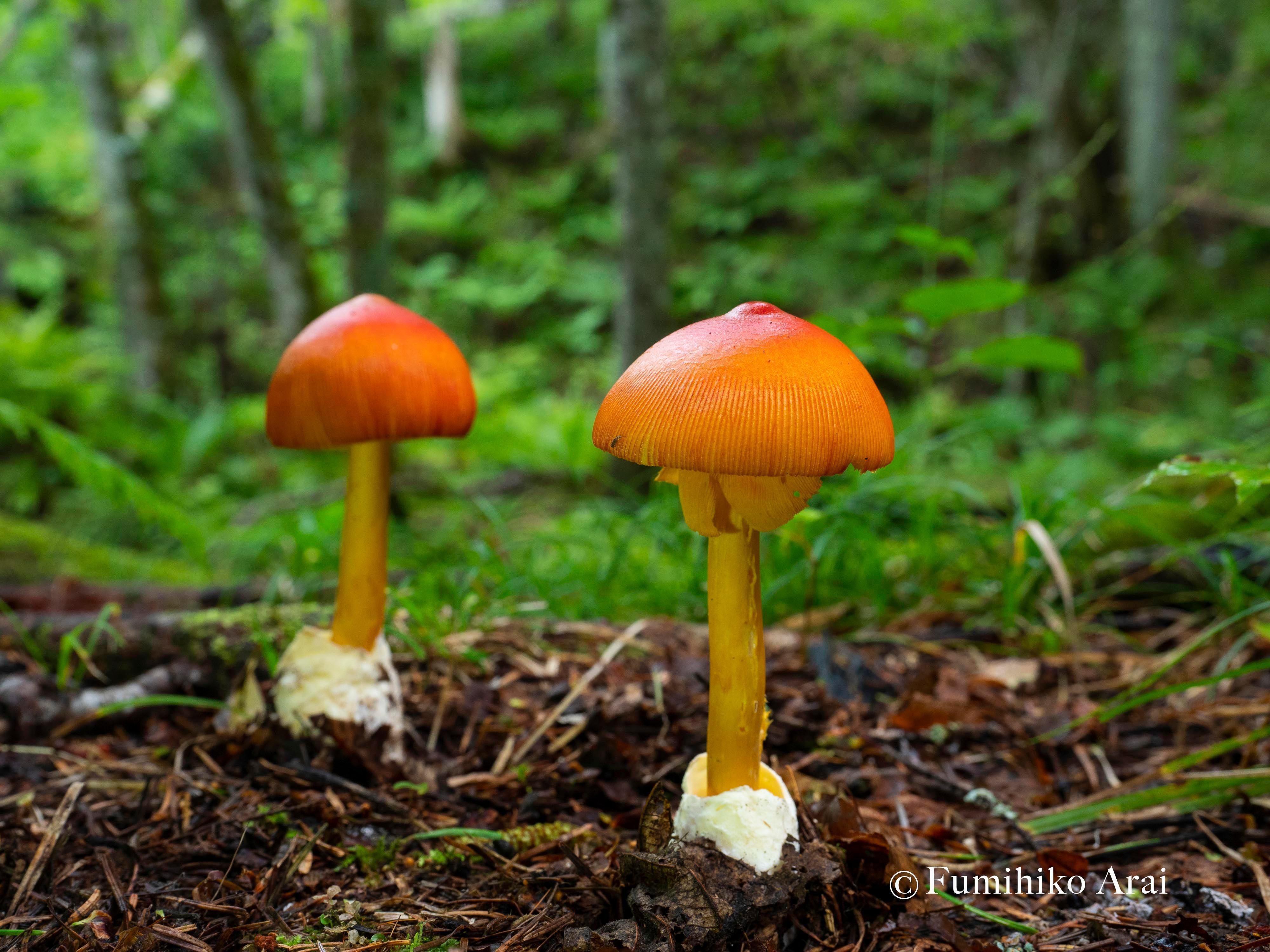 夏休みは公園で「きのこ」を探そう！ 8月に出会えるきのこ5選