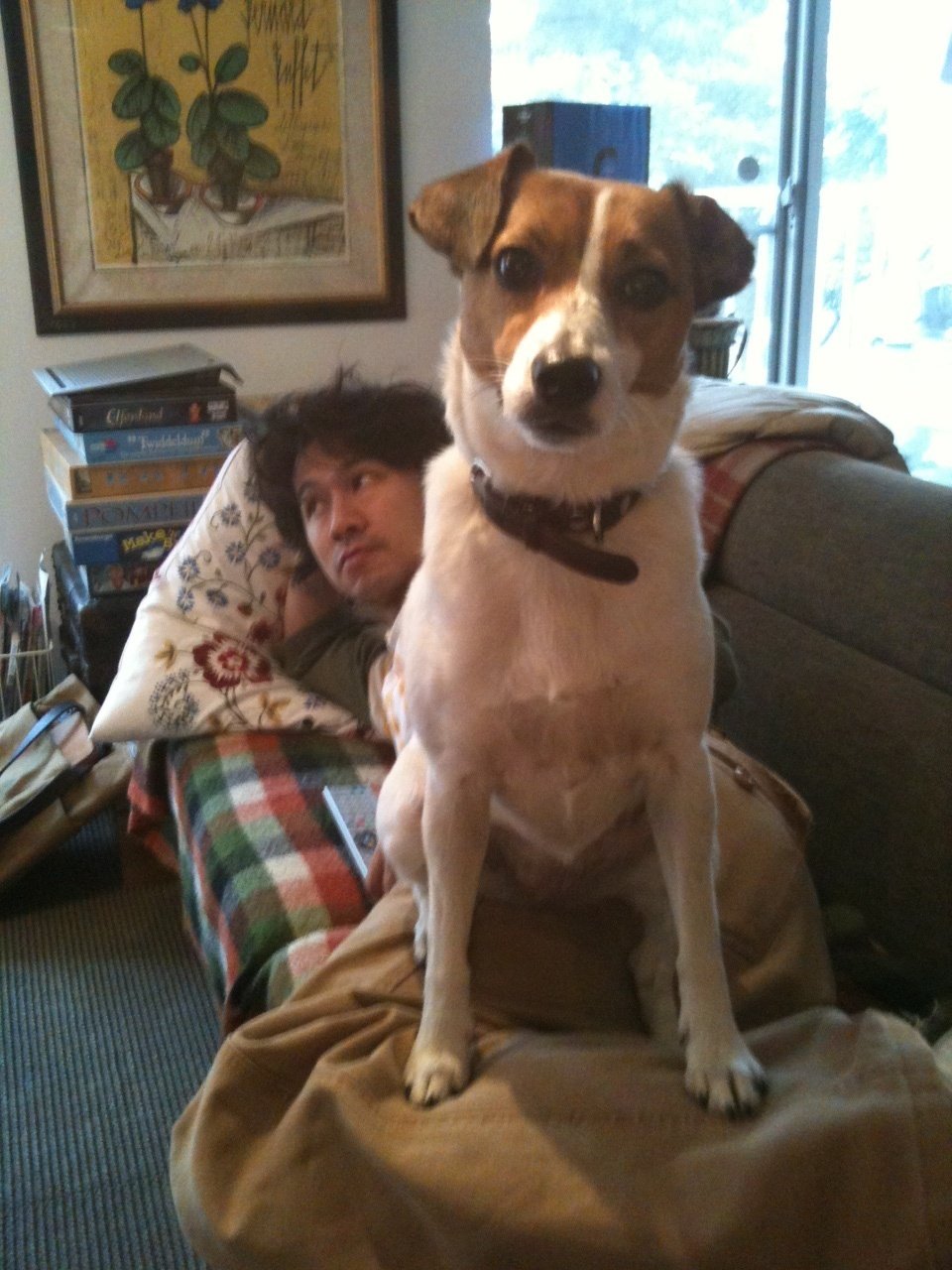 早期発見が重要！ 犬の認知症、初期症状から向き合い方まで、変化と向き合い愛犬との絆を深めるヒント | ココグルメ, image size:960x1280