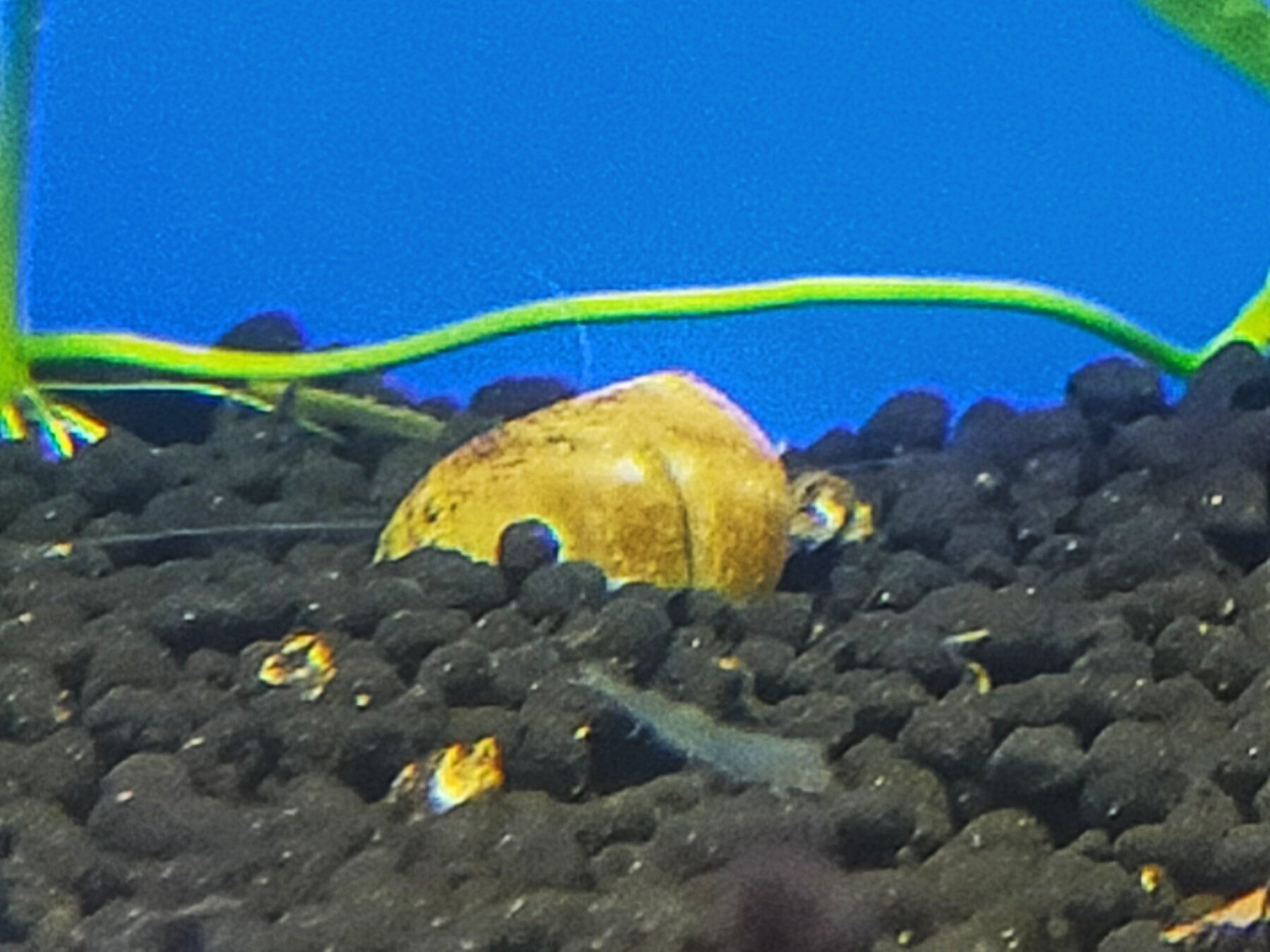 ヒメタニシがソイルに潜る理由 アクアステージ21スナモ店 Note ヒメタニシがソイルに潜る理由 アクアステージ21スナモ店 Note