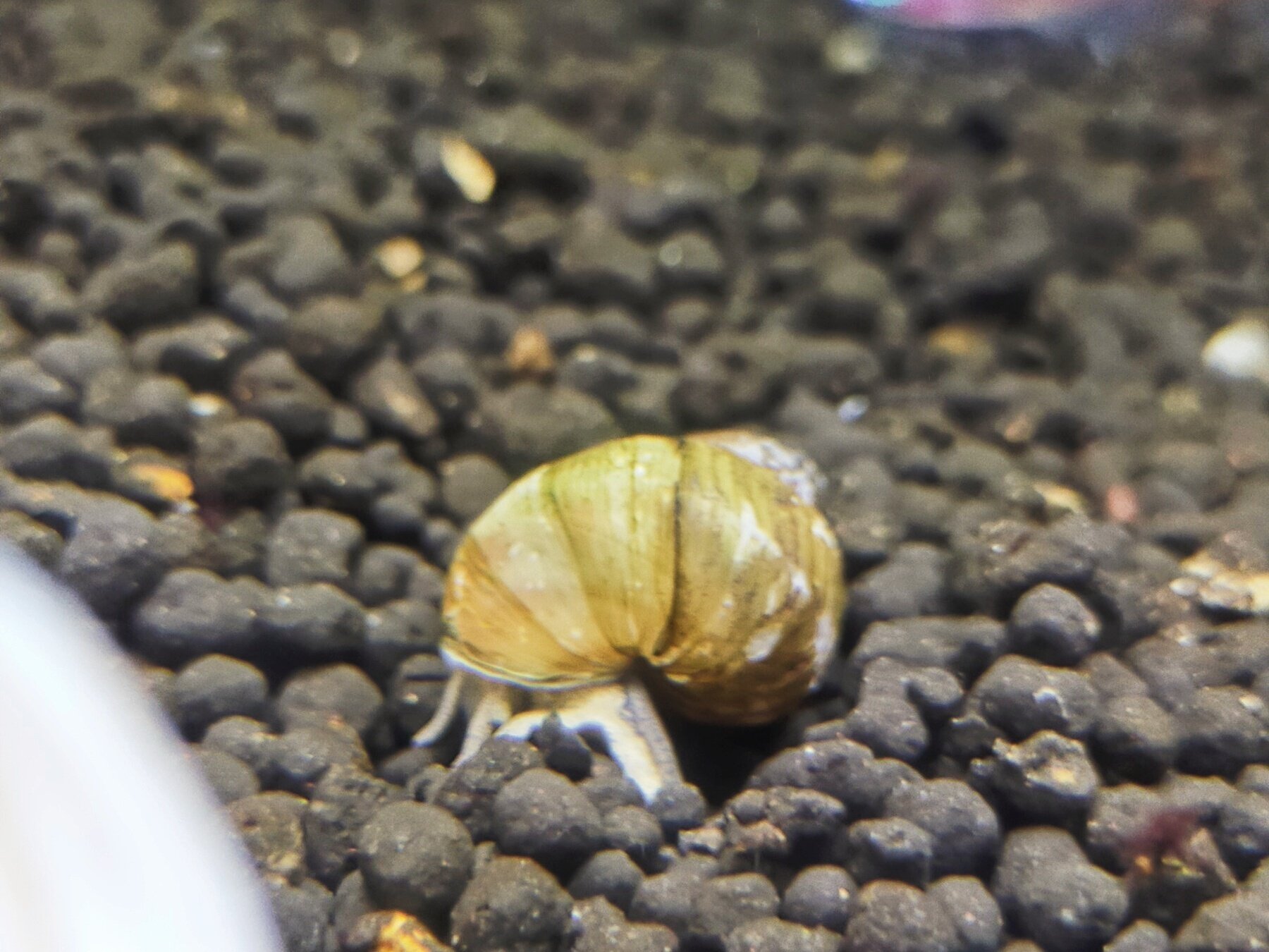 ヒメタニシがソイルに潜る理由 アクアステージ21スナモ店 Note ヒメタニシがソイルに潜る理由 アクアステージ21スナモ店 Note