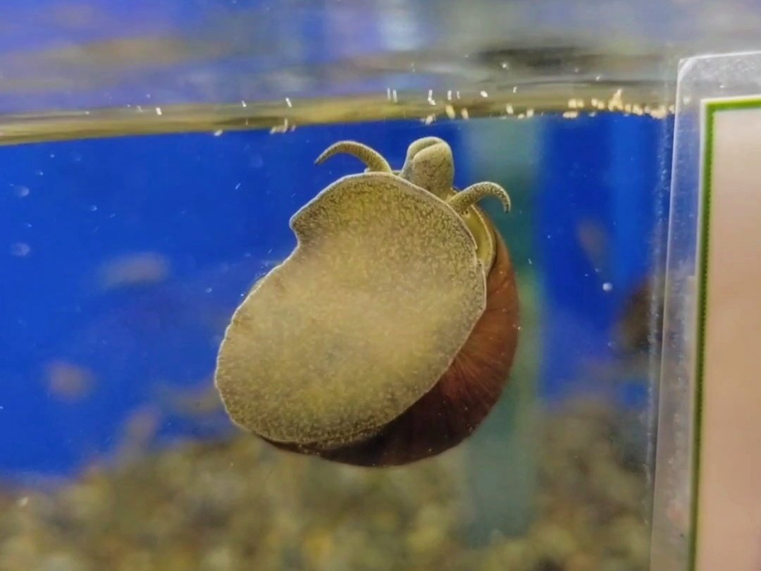ヒメタニシがソイルに潜る理由 アクアステージ21スナモ店 Note ヒメタニシがソイルに潜る理由 アクアステージ21スナモ店 Note