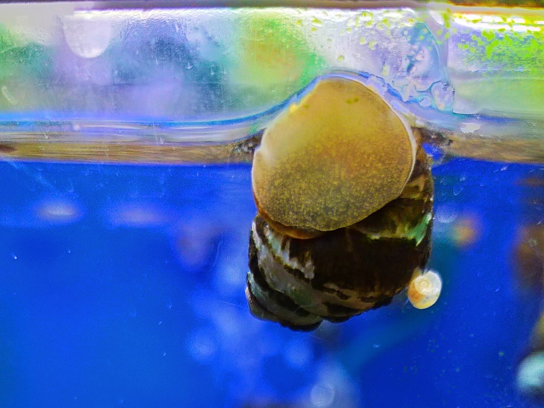 ヒメタニシがソイルに潜る理由 アクアステージ21スナモ店 Note ヒメタニシがソイルに潜る理由 アクアステージ21スナモ店 Note