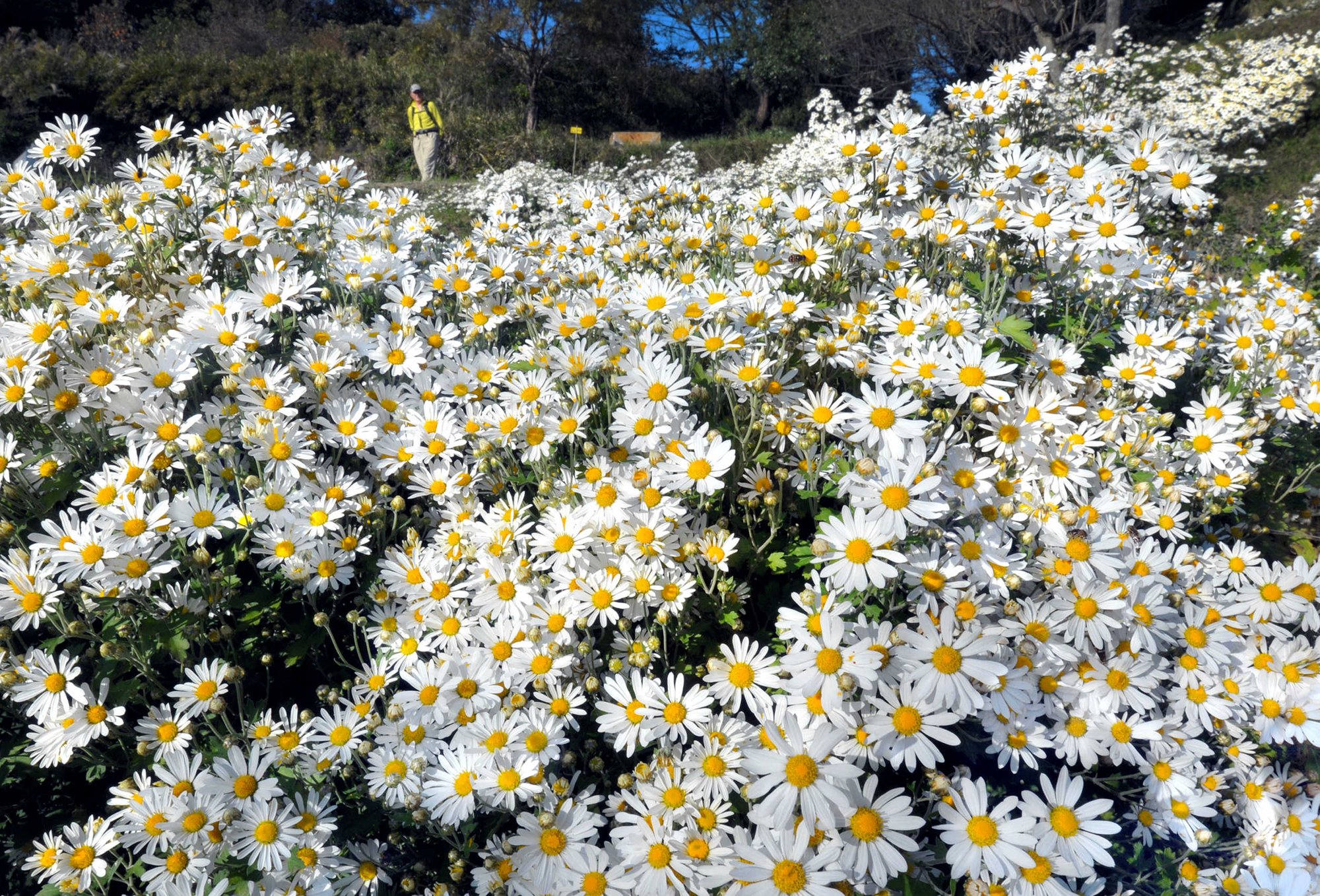 朝ドラ先取り 来春スタートの らんまん モデルの牧野富太郎さん 強烈な個性の持ち主だったようで 神戸新聞公式 うっとこ兵庫 朝ドラ先取り 来春スタートの らんまん モデルの牧野富太郎さん 強烈な個性の持ち主だったようで 神戸新聞公式 うっとこ兵庫