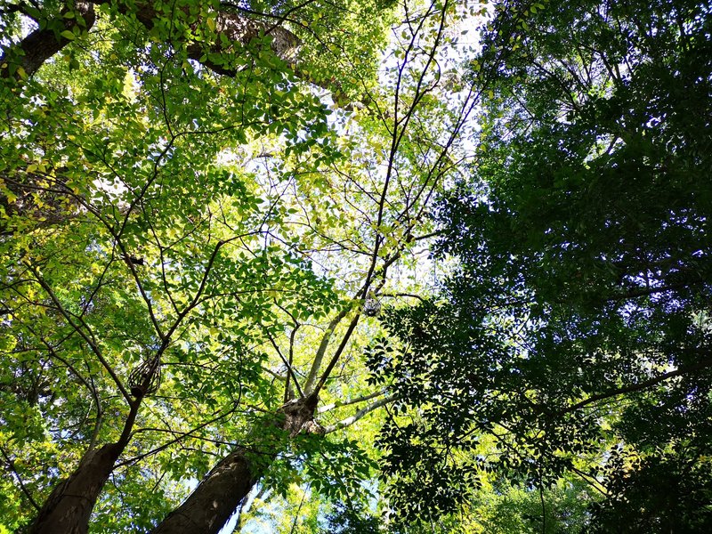 熱海 來宮神社　木のパワーと緑のコントラスト