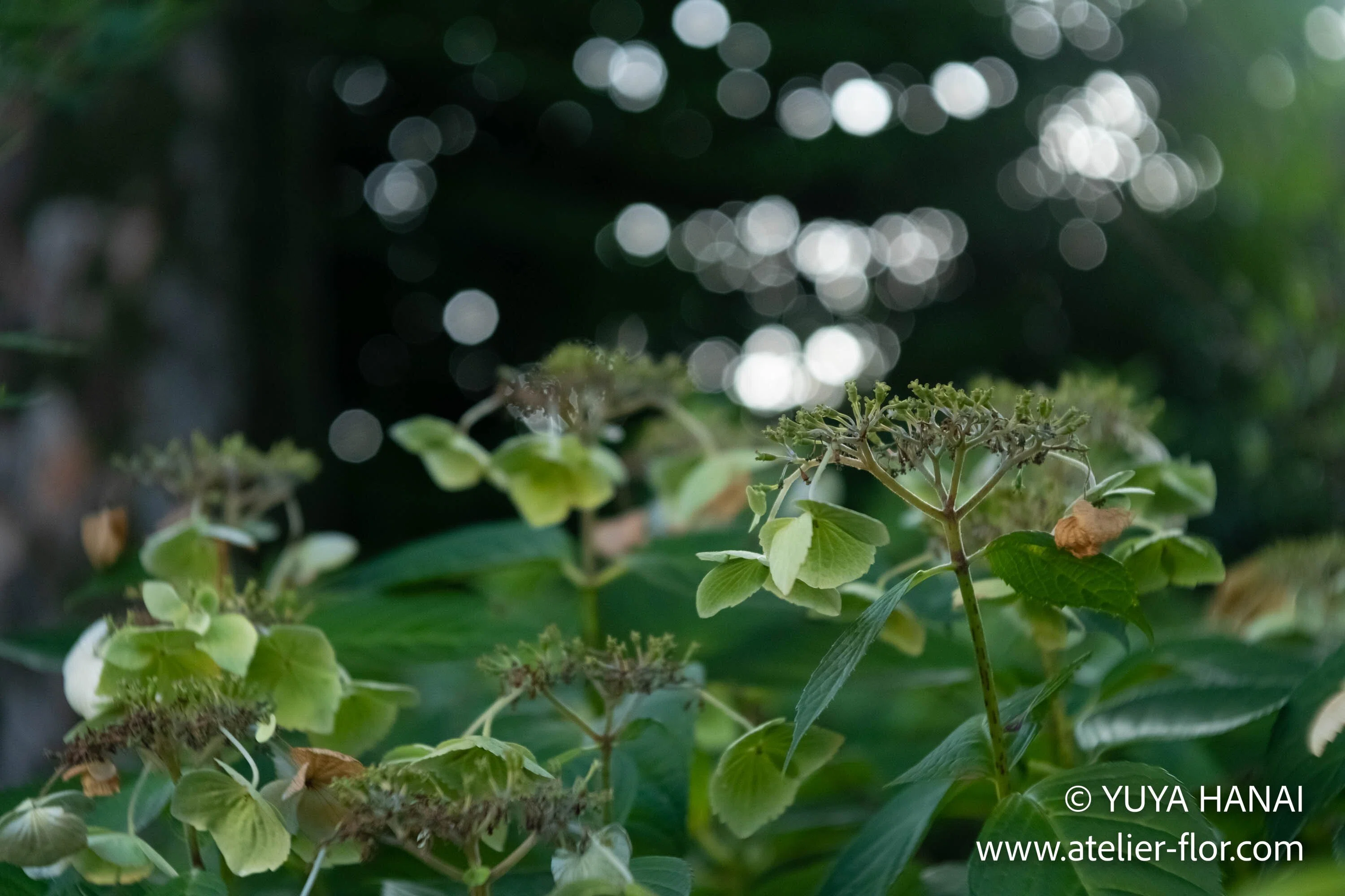 013 WOLLENSAK 2INCH(50MM) f/2.8 VEROSTIGMAT (CLARUS MS-35)｜花井雄也