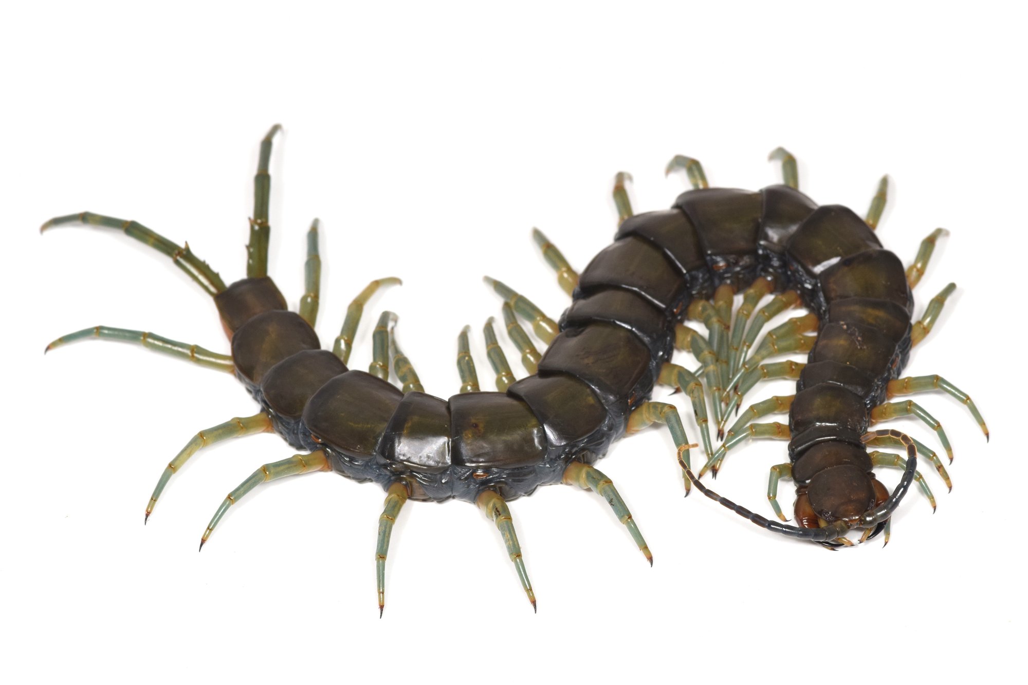 泳ぐ日本最大 リュウジンオオムカデ 昆虫自由帳 Note 泳ぐ日本最大 リュウジンオオムカデ 昆虫自由帳 Note