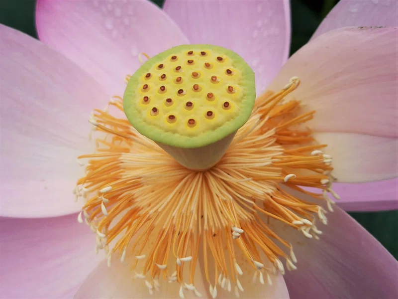 蓮華の中心にあって、それを展開せしめる花托|Satoru Teshgaura