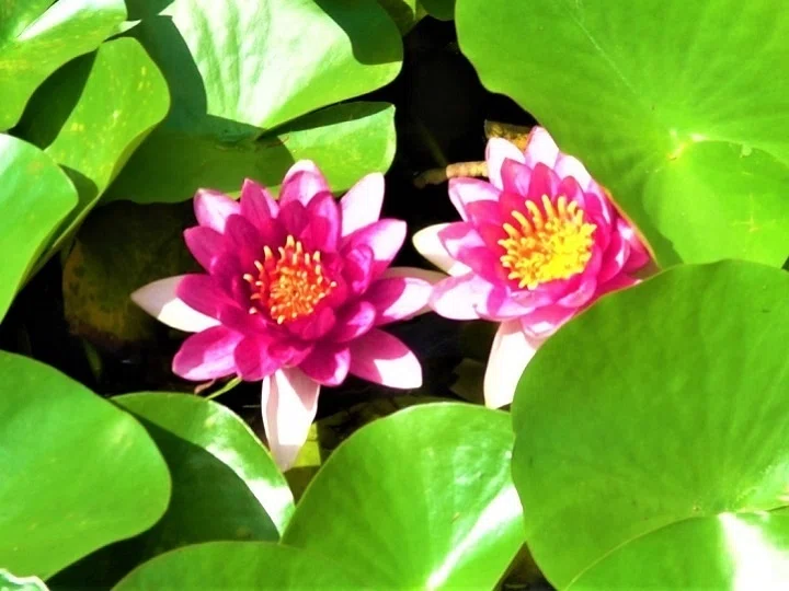 画像