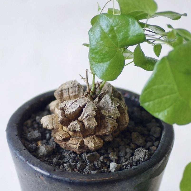 塊茎植物」を見に行ってきました|ADPUB 塊茎植物」を見に行ってきました|ADPUB