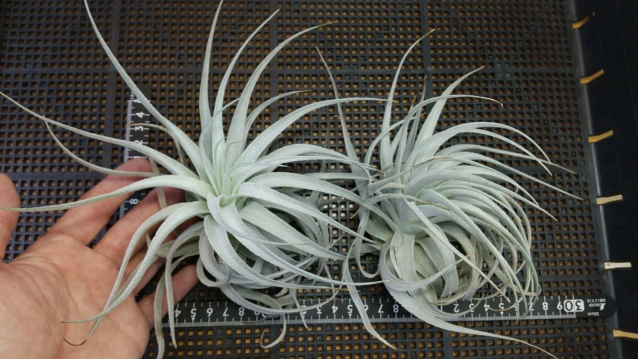 Tillandsia gardneri var. rupicola【#7】