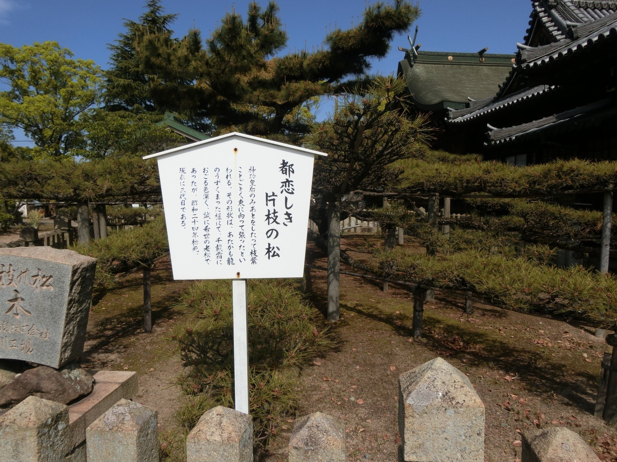 真作/藩州加古郡/浜之宮天満宮神木鹿児之浜松 /布袋屋掛軸HG-165 月煌(げっこう)214,000円(税込)間口70cm | 高木人形ショッピング