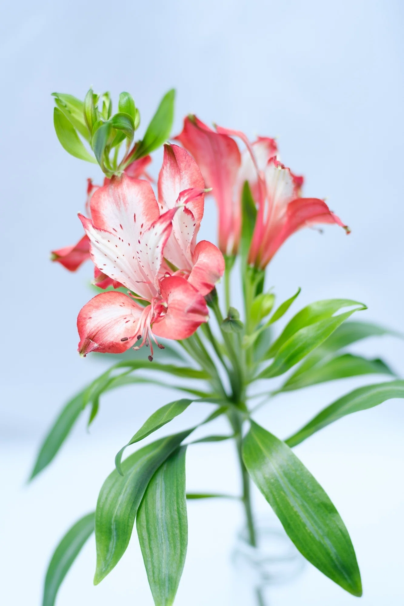 アルストロメリア｜タキツネ | 花の写真を撮ります