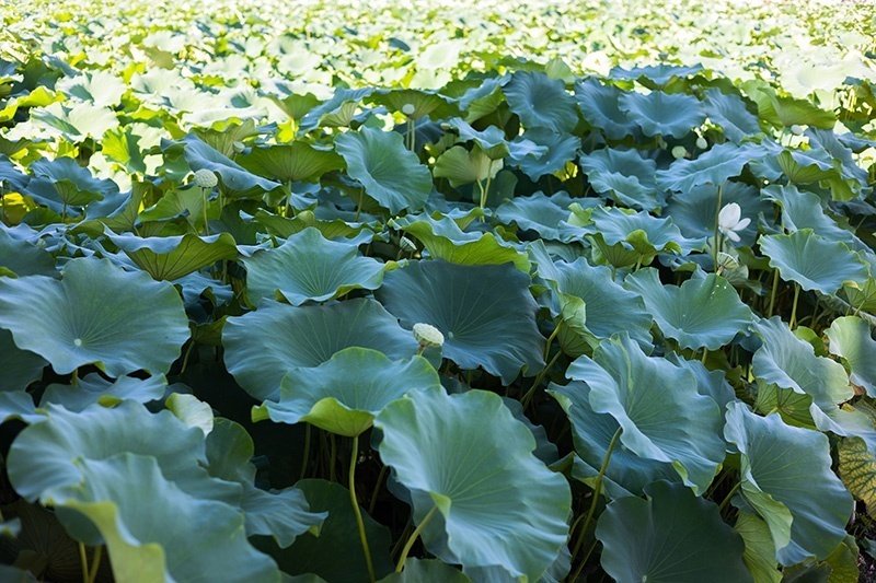 一面の蓮の葉｜藤田さんちの色彩事情 - Kei's Factory