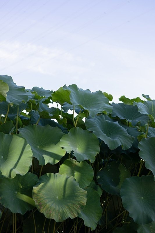 一面の蓮の葉｜藤田さんちの色彩事情 - Kei's Factory