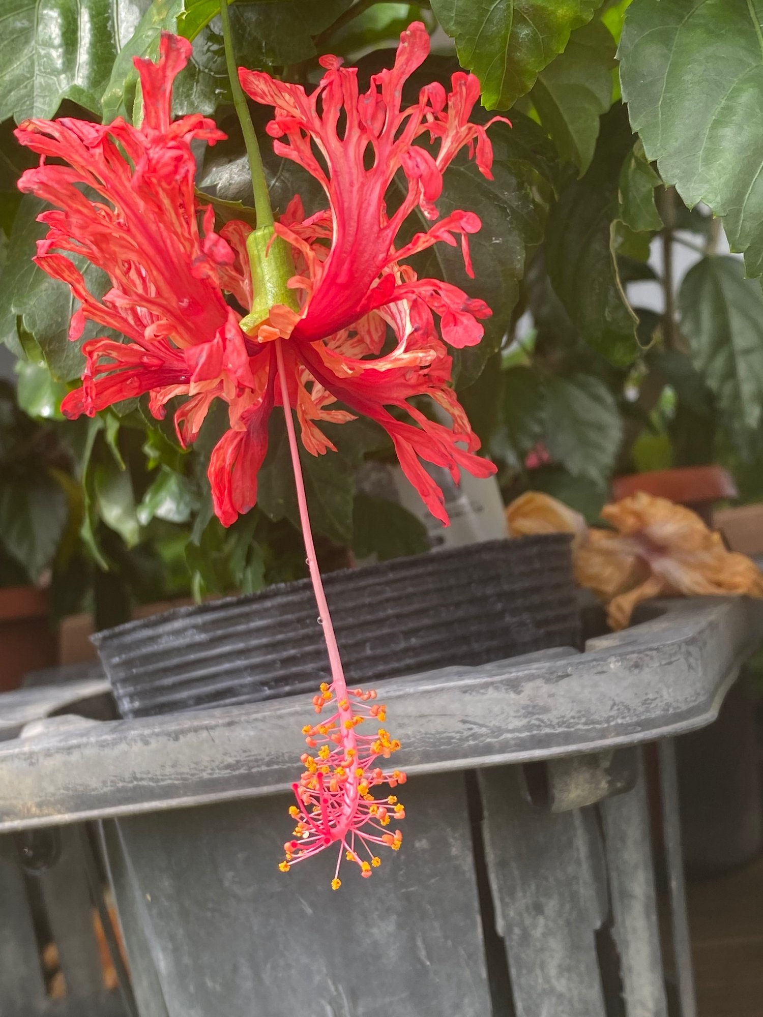 ハイビスカスと 大雨時行 たいうときどきおこなう Haco Garden Design ハイビスカスと 大雨時行 たいうときどきおこなう Haco Garden Design