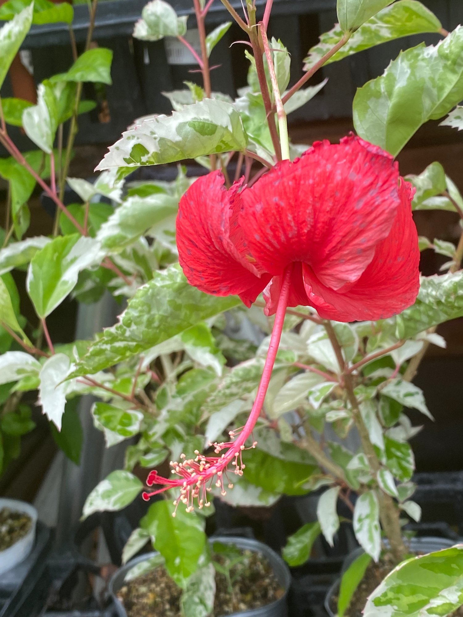 南国鹿児島の南国ぽい植物の話ーハイビスカスと 大雨時行 たいうときどきおこなう Haco ガーデンプランナー 庭のある暮らし植物のある暮らし Note 南国鹿児島の南国ぽい植物の話ーハイビスカスと 大雨時行 たいうときどきおこなう Haco ガーデンプランナー 庭のある暮らし植物のある暮らし Note