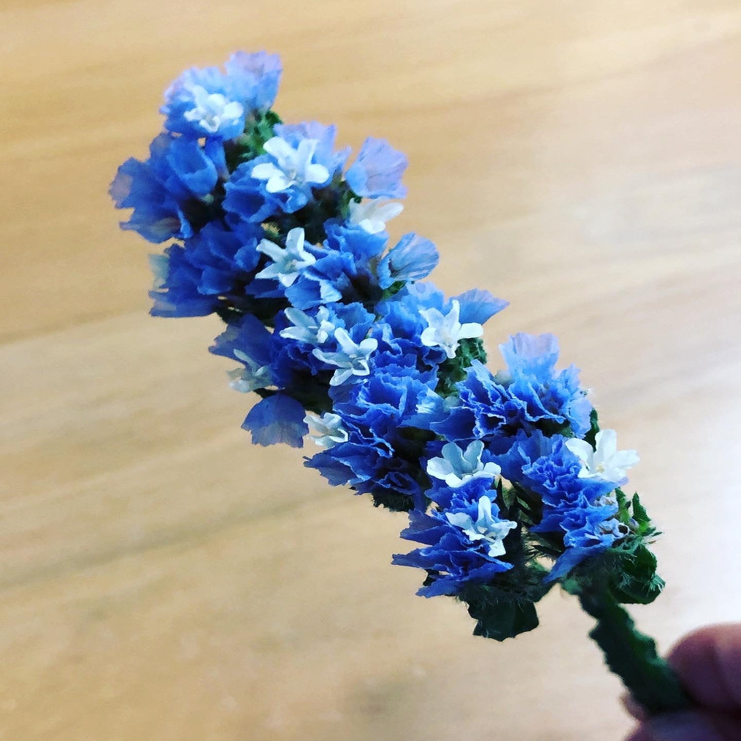 青色のスターチスから星空を感じる Aki 自分開花コーチと農家の嫁 等身大の自分の魅力で人生の質を上げるコーチング Note