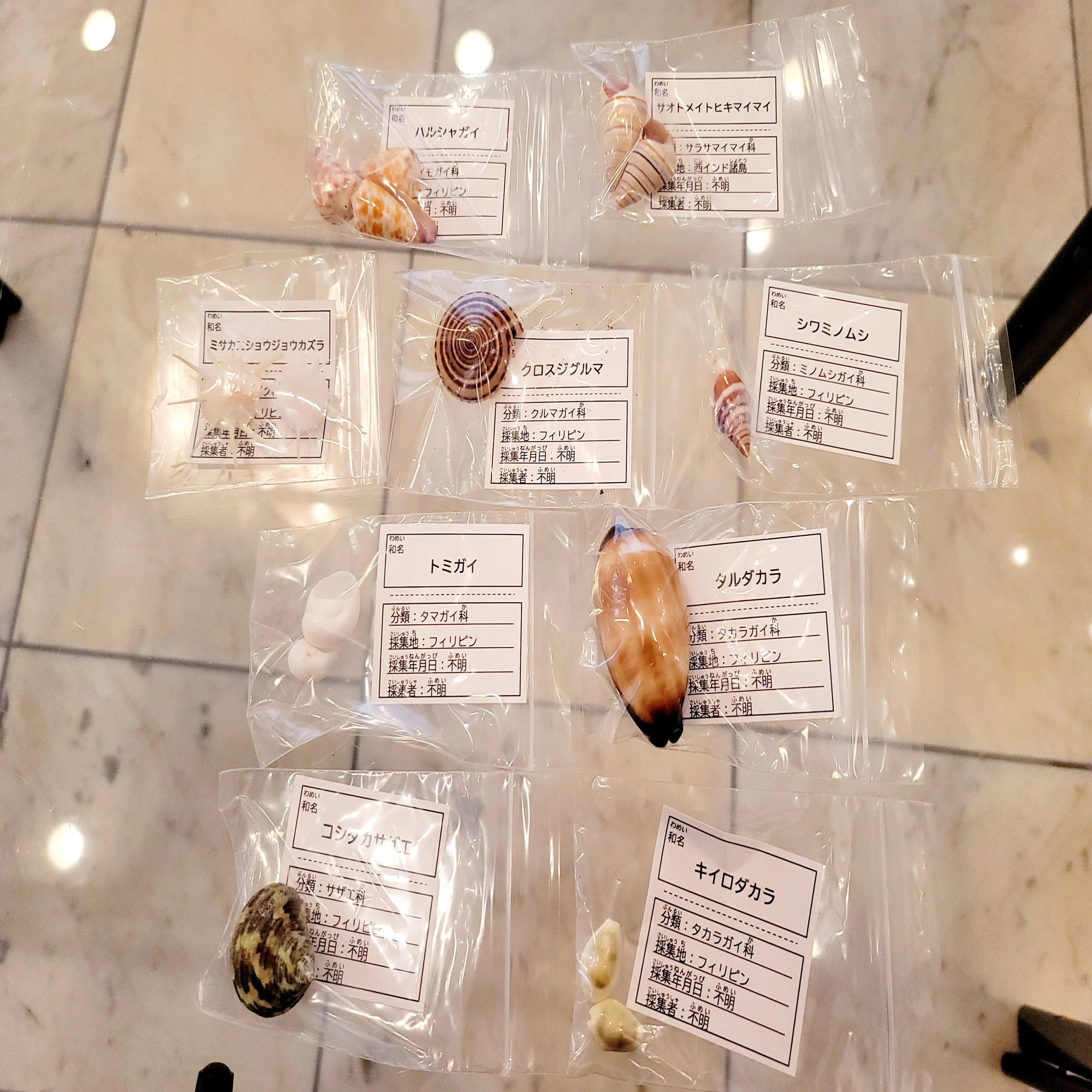 オンラインで！！“とっておきの貝殻コレクションづくり”に参加しました 