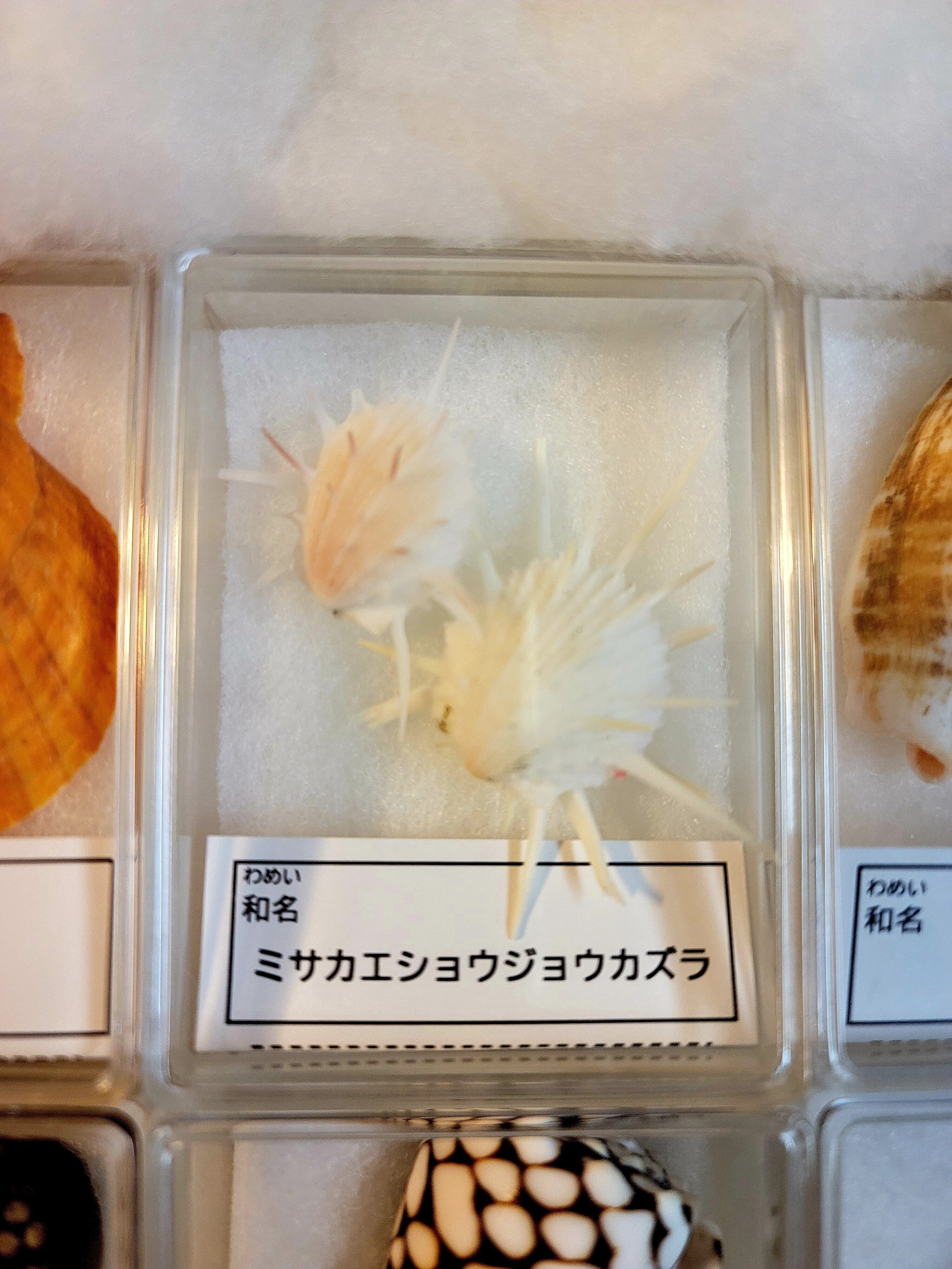 オンラインで！！“とっておきの貝殻コレクションづくり”に参加しました