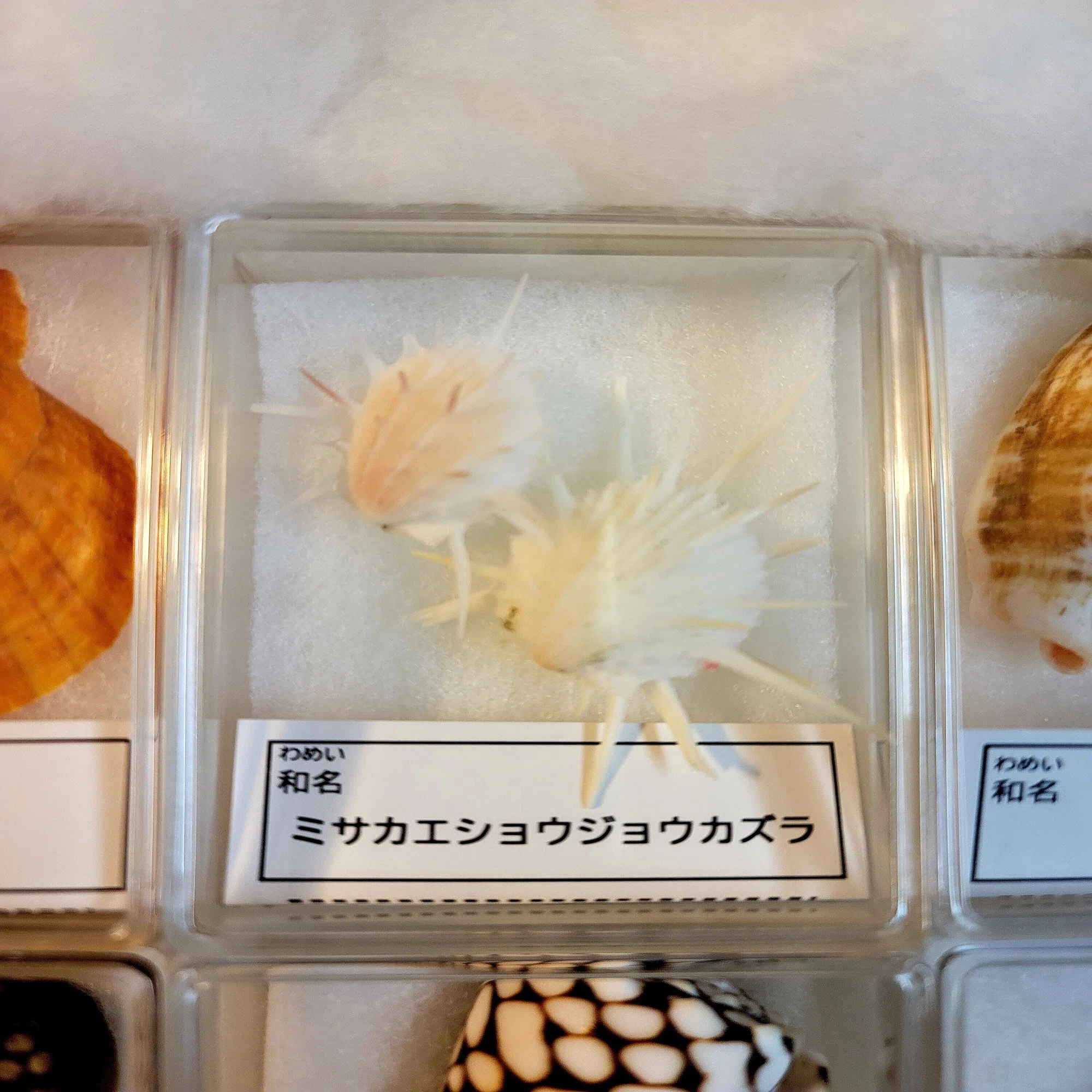 オンラインで！！“とっておきの貝殻コレクションづくり”に参加しました 