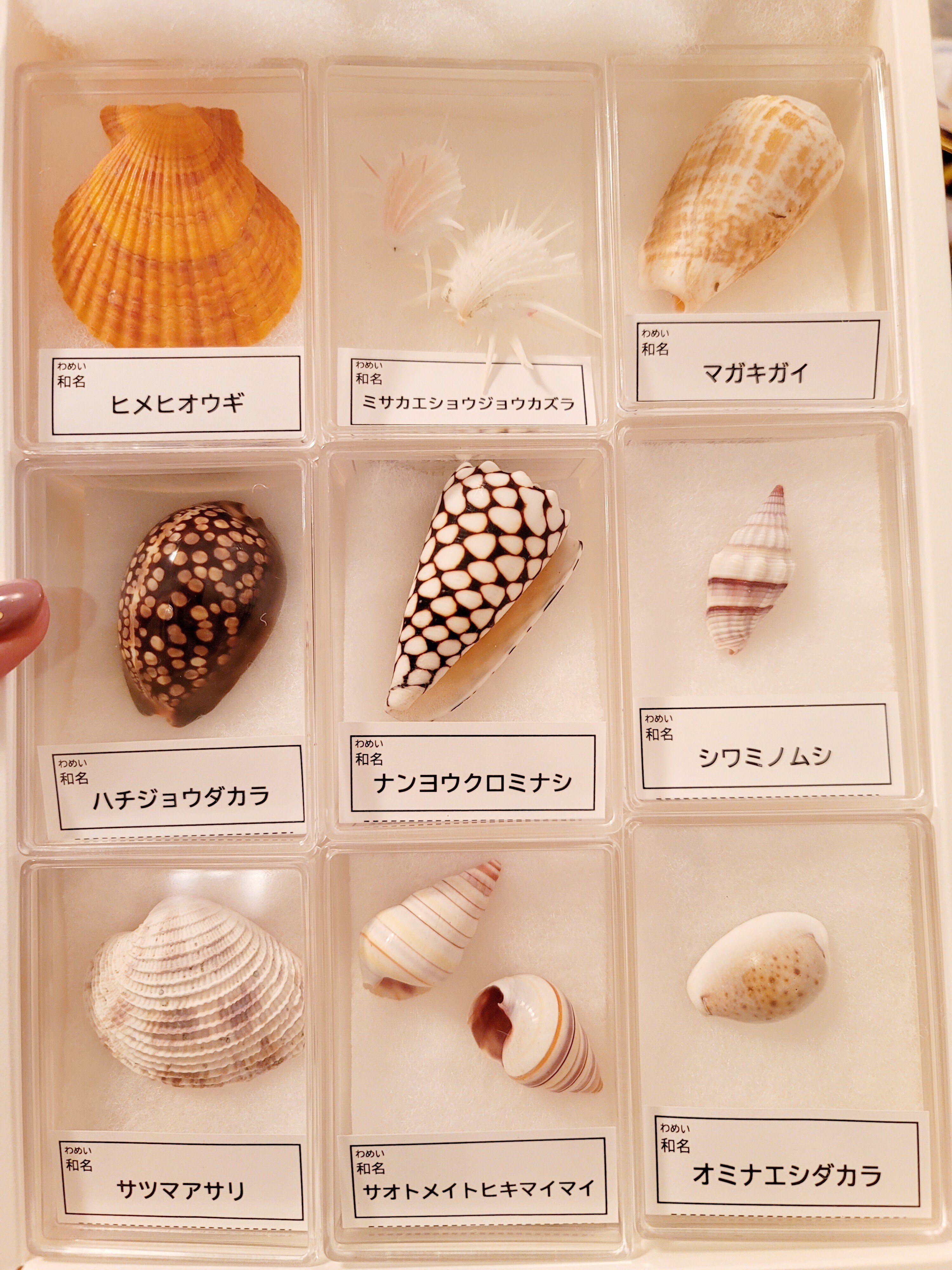 オンラインで！！“とっておきの貝殻コレクションづくり”に参加しました