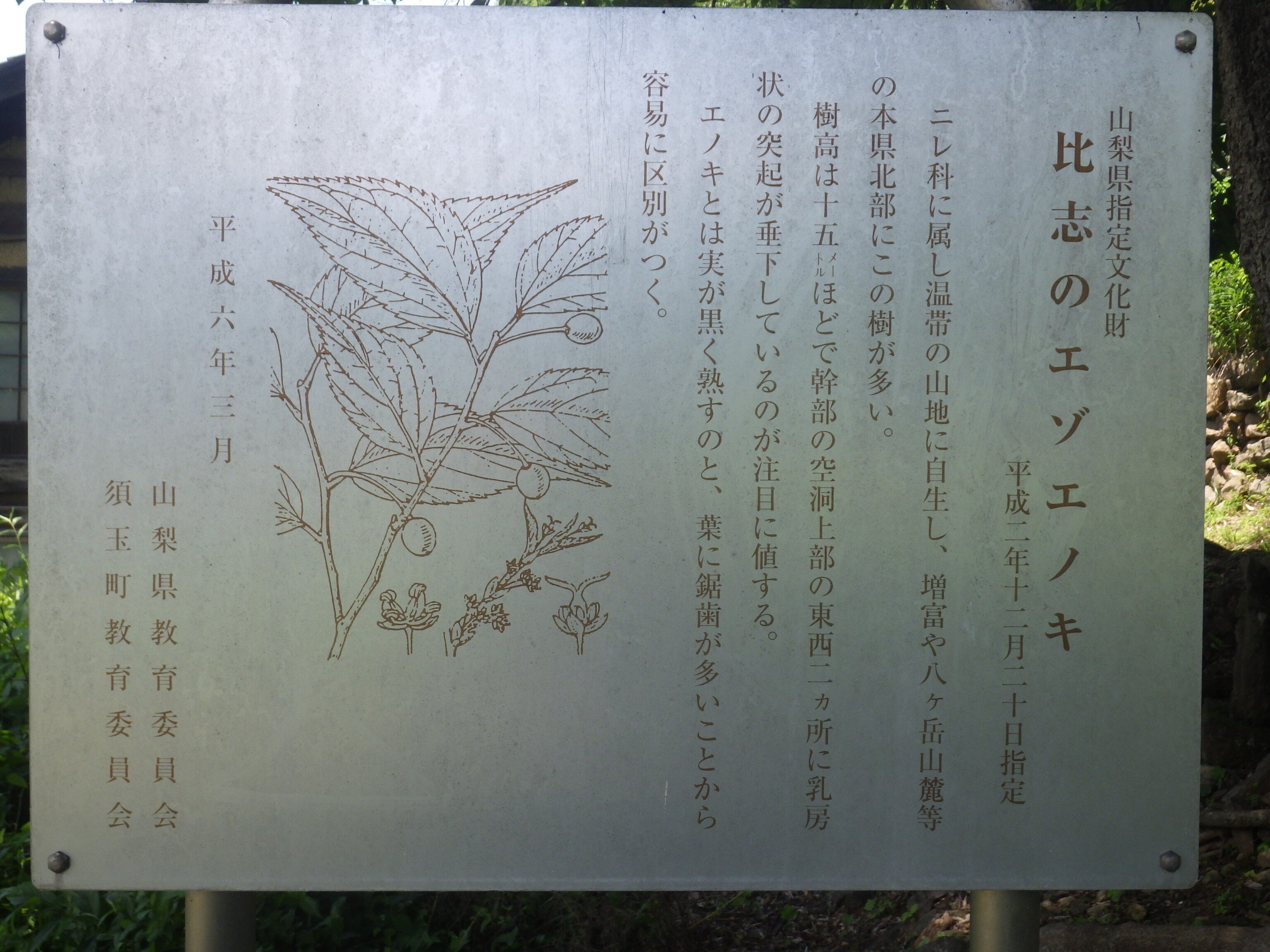 日本の巨樹・巨木: 森のシンボルを守る | 高橋 弘 |本 | 通販
