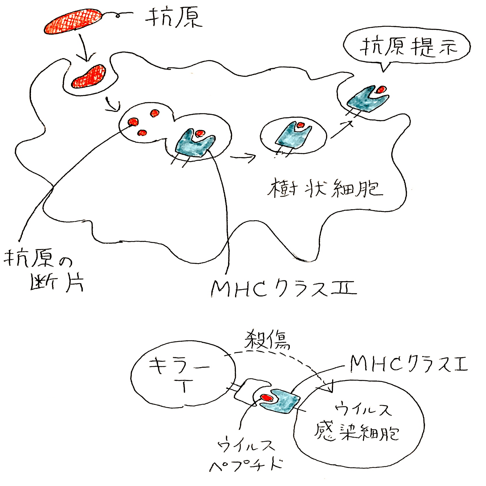 高校生物基礎】第19講「ヒトはどのような獲得免疫のしくみを