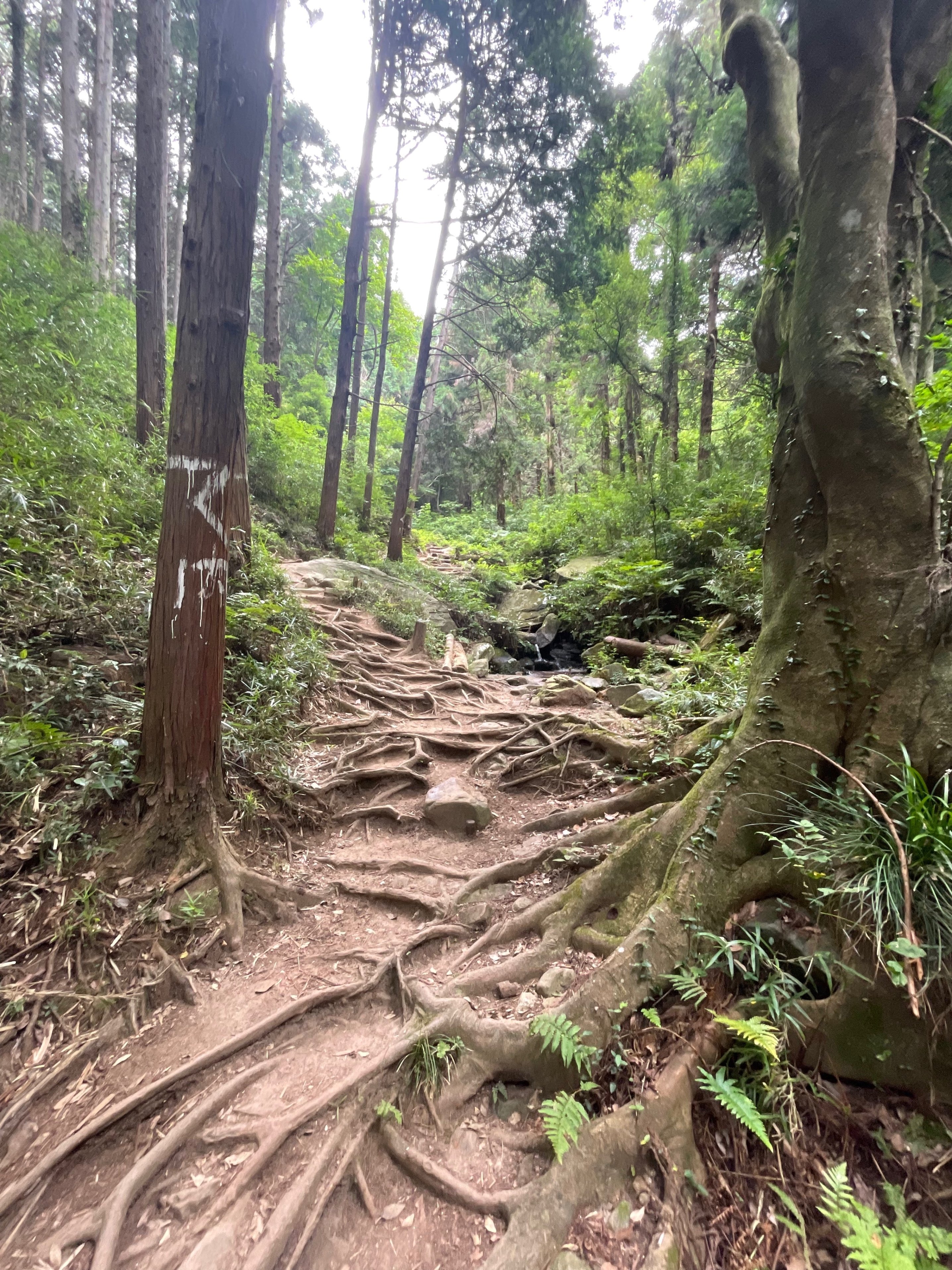 小田山麓を歩く 年納の山は宝篋山(小田山)（2020.12.31）: いばらきの山日記
