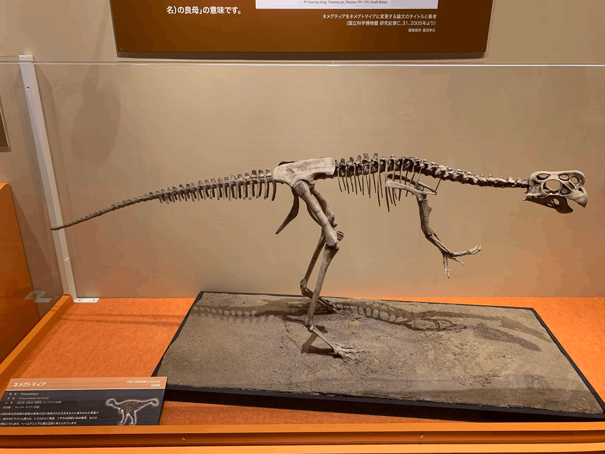 化石　C-31 化石 C-31 【公式通販】