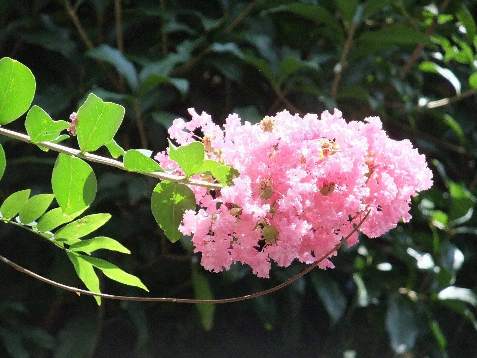 期待の過剰(FinePix F80EXR)｜夢望庵 / Mubou-an