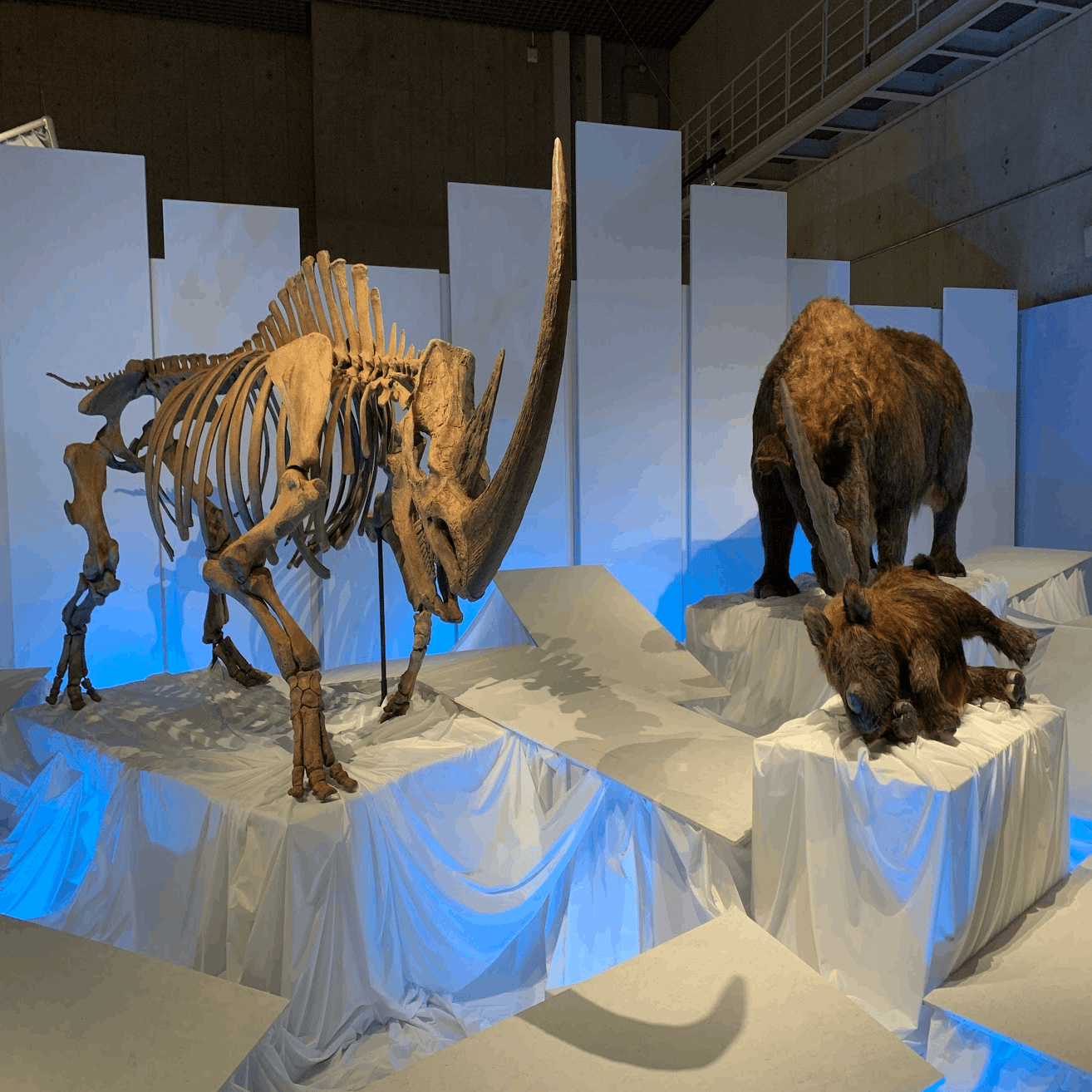 博物館】国立科学博物館の特別展「化石ハンター展」に行ってきた