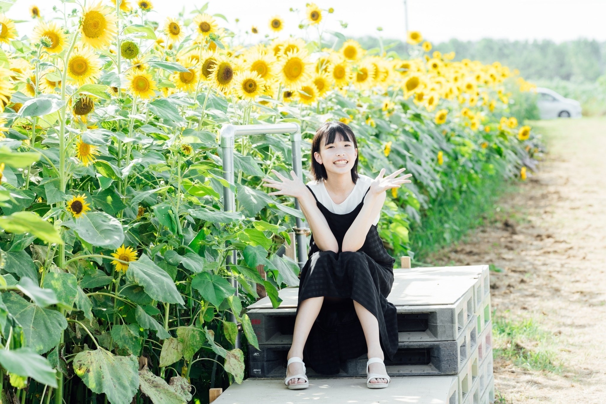 ⭐️ラスト1点❣️写真撮影　背景ボード　ひまわり　スタジオ撮影　製品写真 もっち トイプードル ♂ | 🌻ひまわり🌻 studio716さんのフォト