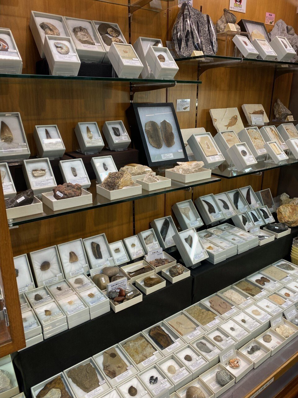 隕石｜化石販売・鉱物販売の東京サイエンス 隕石16個セット（東京