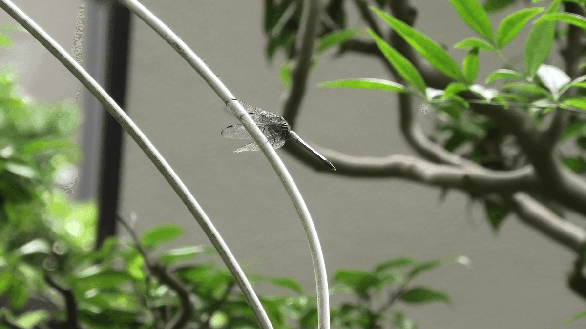 木に止まるトンボ