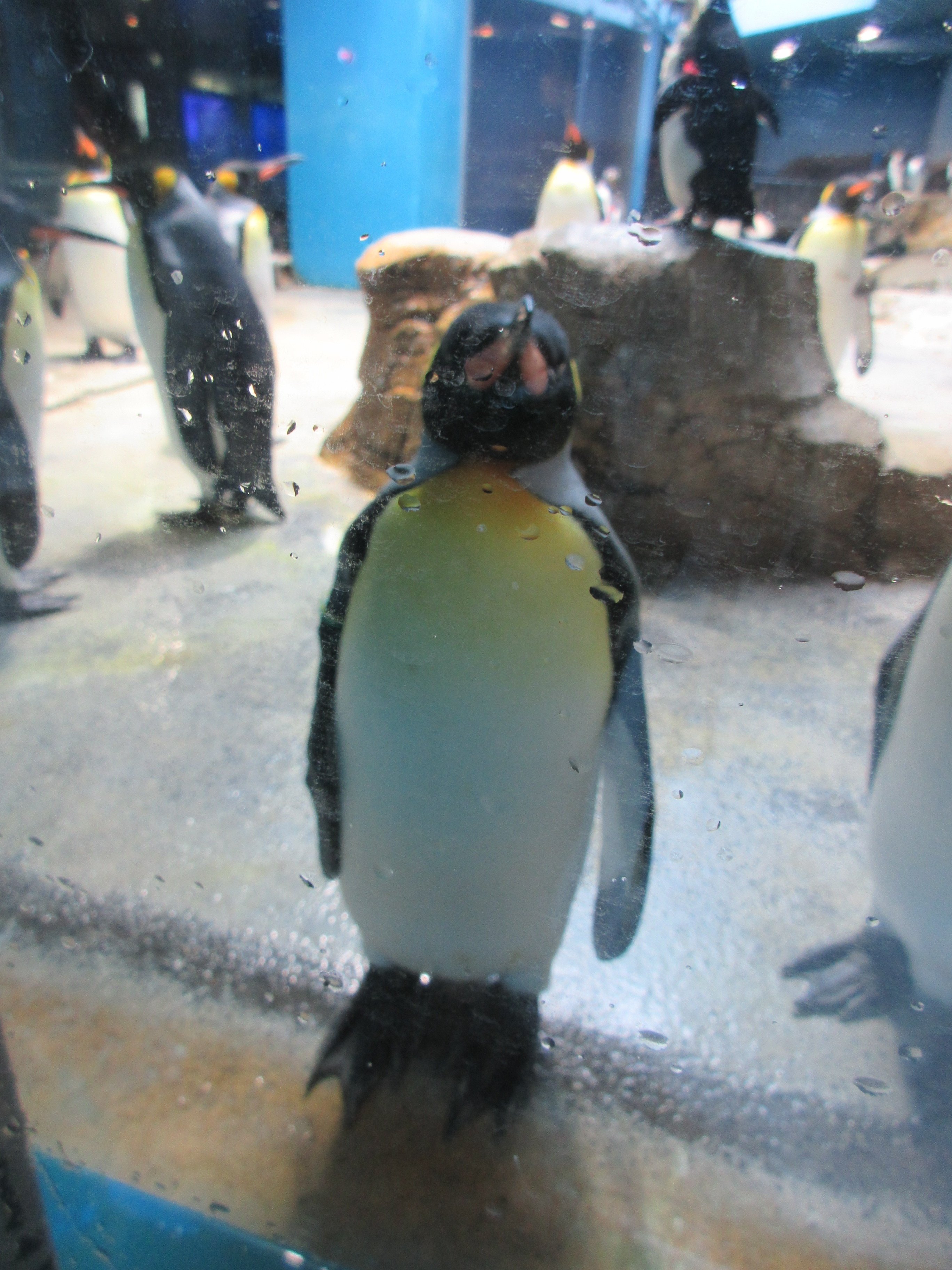 長崎ペンギン水族館｜ゴウ