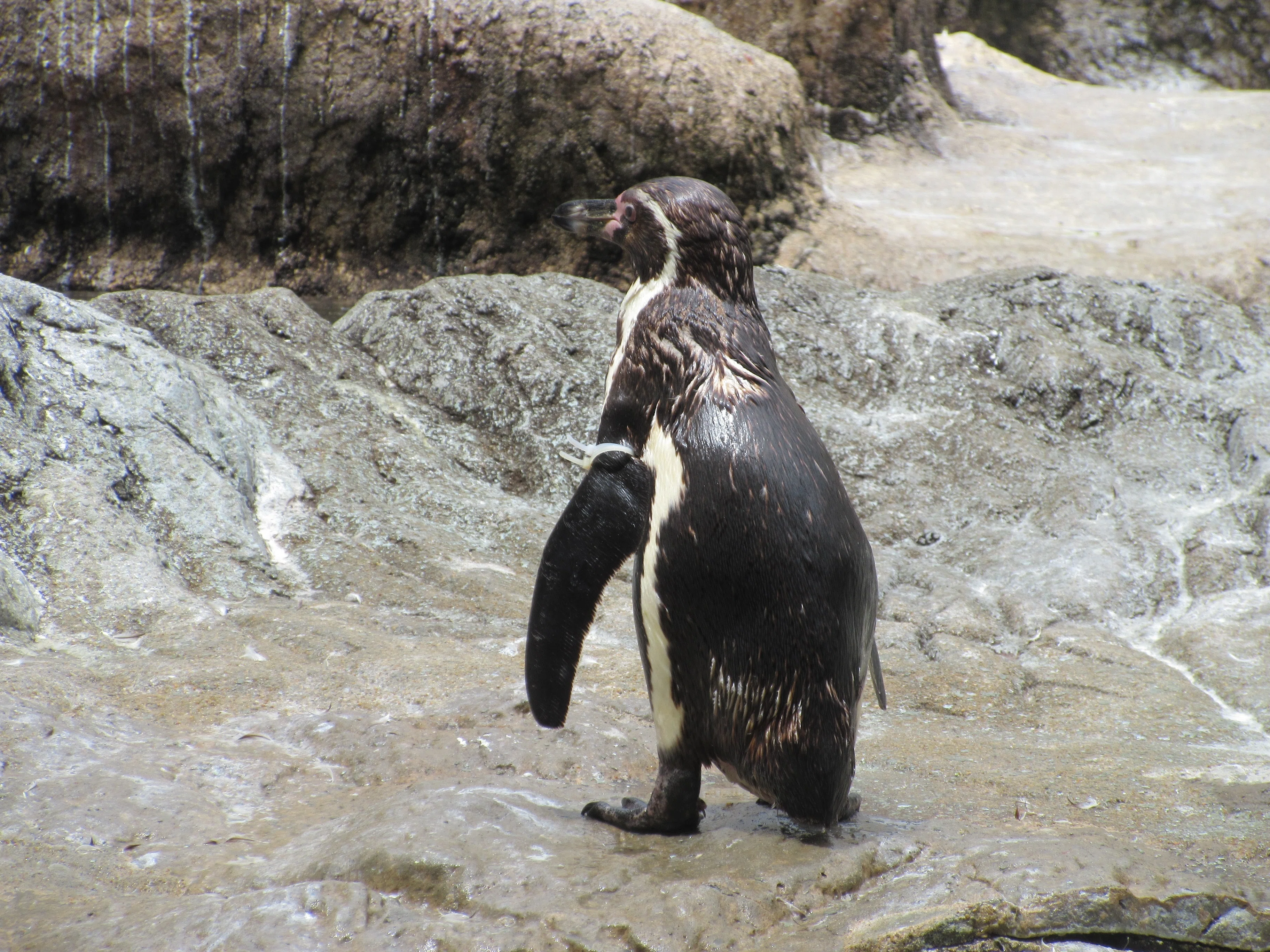 長崎ペンギン水族館｜ゴウ