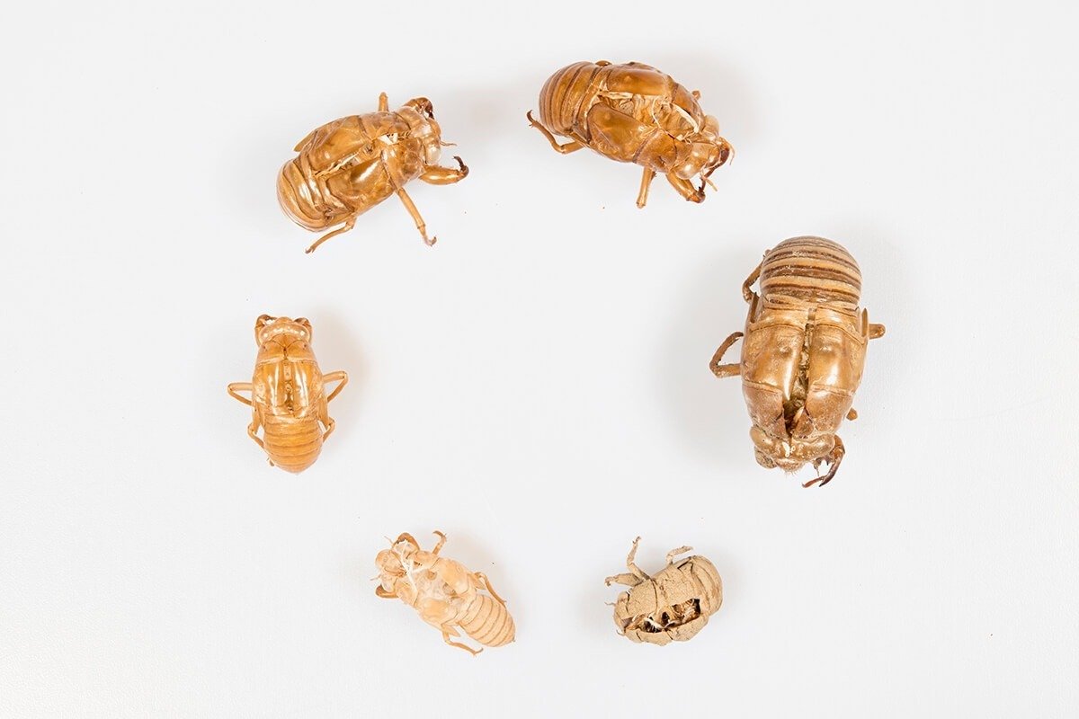 夏休みの自由研究におすすめ セミのぬけがら調べ｜ブンイチ（文一総合